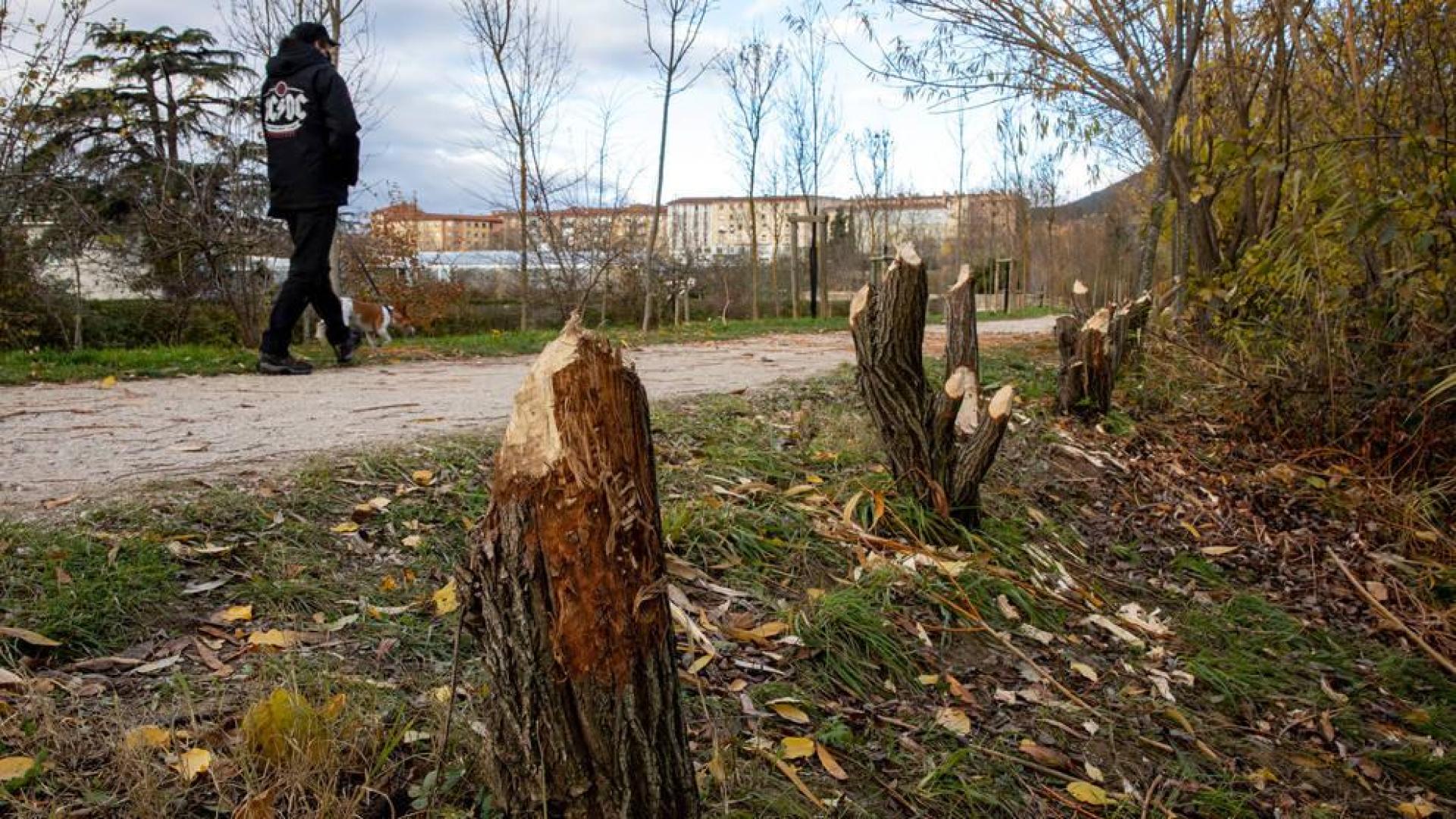 Aspecto que presentan los árboles de la orilla del río Arga, en la zona de Aranzadi, junto a Alemanes.