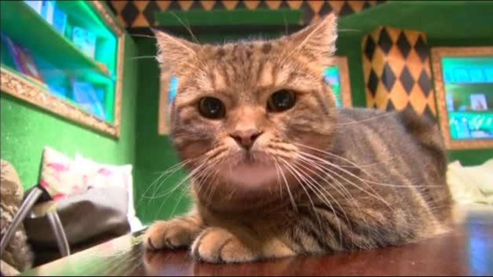 Un disco compuesto para ser escuchado por gatos se convierte en número uno