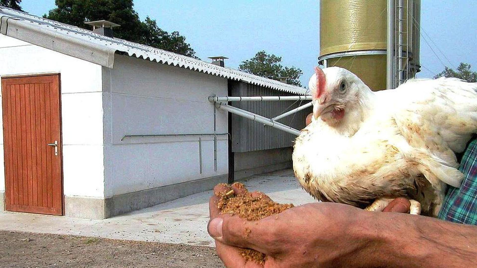 El bienestar de las gallinas deja a Espa&ntilde;a sin huevos