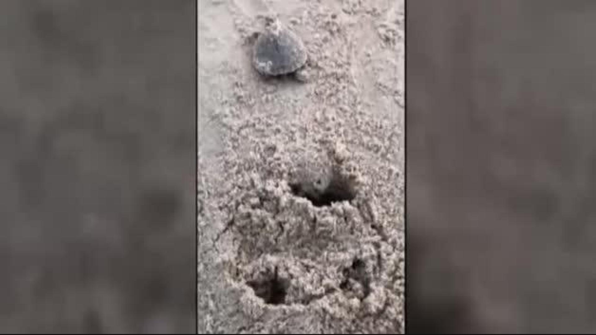 Vídeo: Nacen más de 92.000 crías de tortuga gigante en Brasil