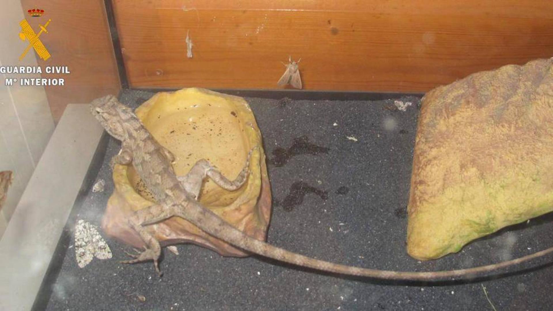 Los 8.900 kilómetros del lagarto entre India y Noáin