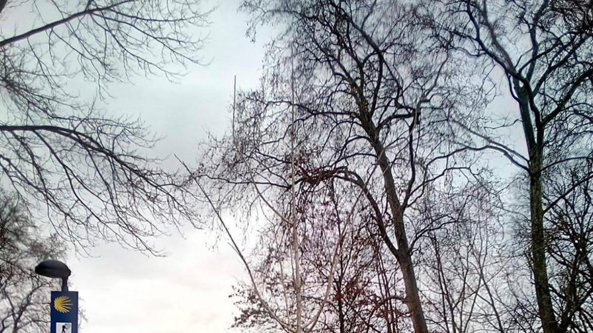 Un ginkgo biloba sustituye al ejemplar de álamo blanco que cayó en la Vuelta del Castillo