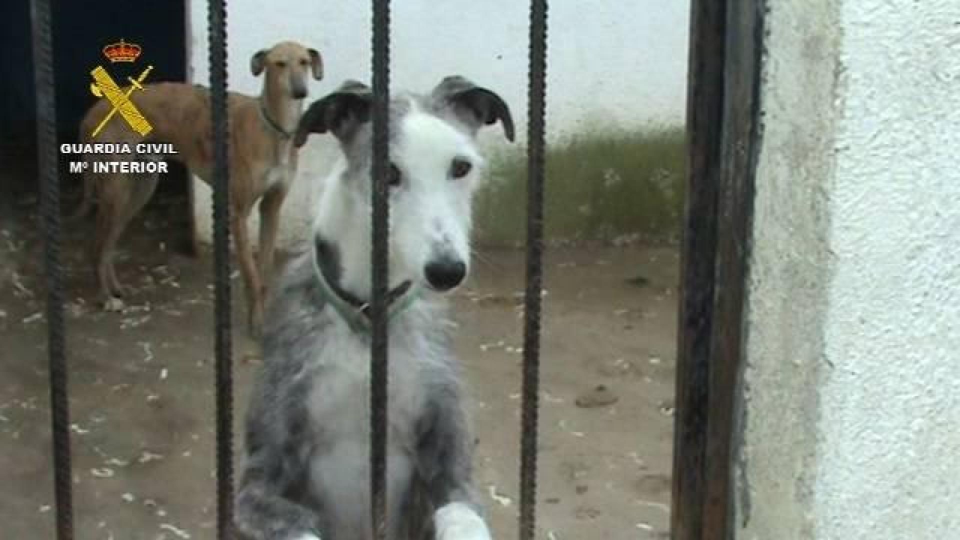 Perros que vivían en lamentables condiciones en una perrera clandestina de Parla.