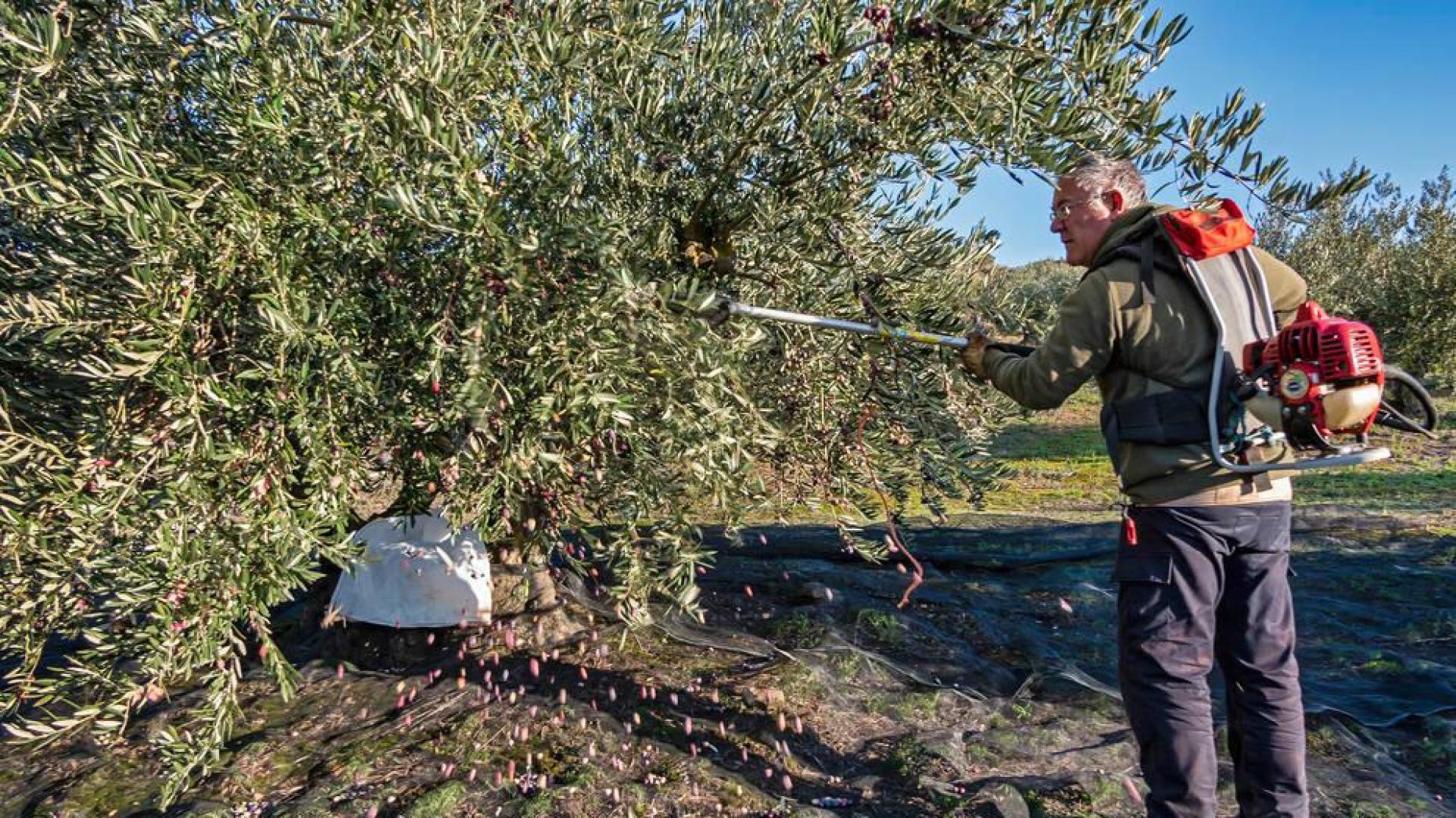 La mayor cosecha del trujal Mendía depara 11,3 millones de kilos de oliva