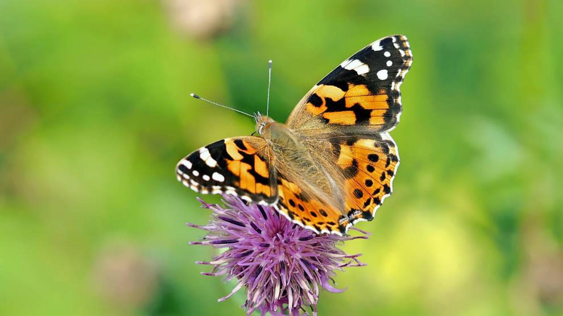 Desarrollan un modelo que predice las migraciones de las mariposas