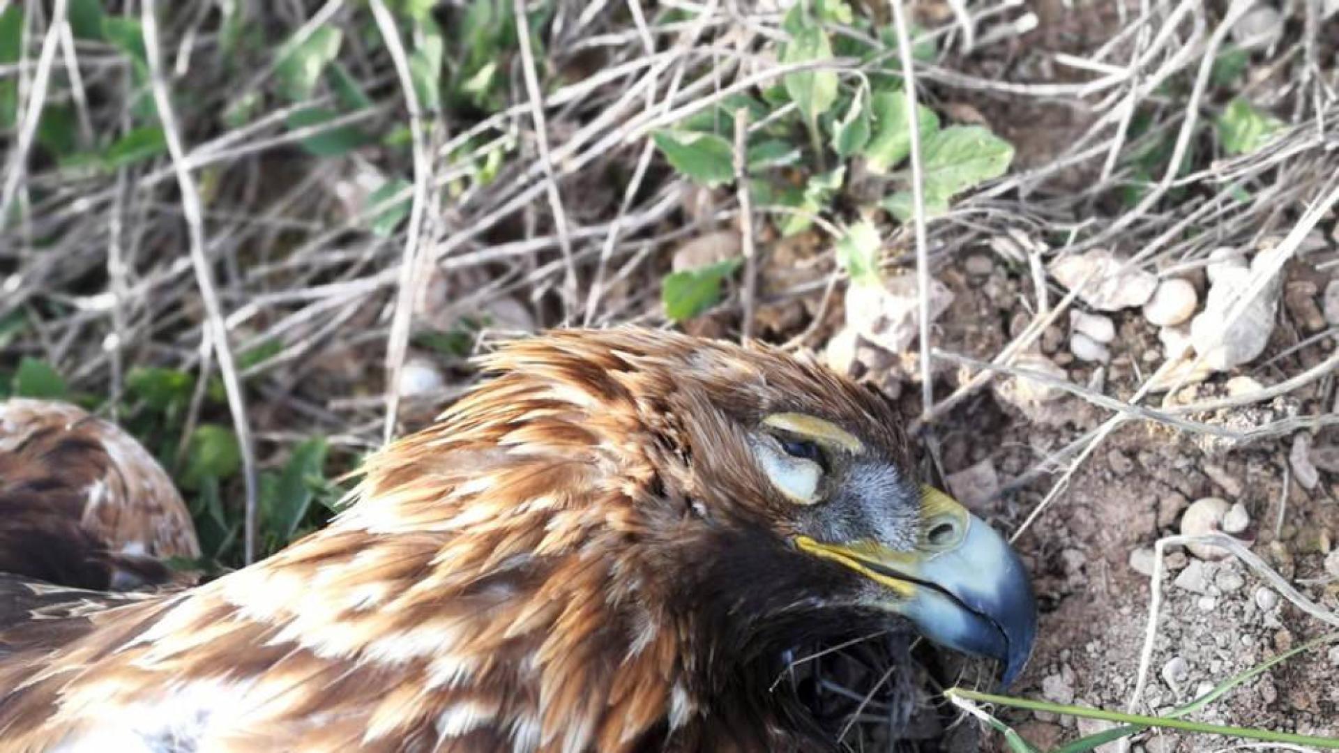 Bardenas denuncia la muerte de un águila real electrocutada en un tendido