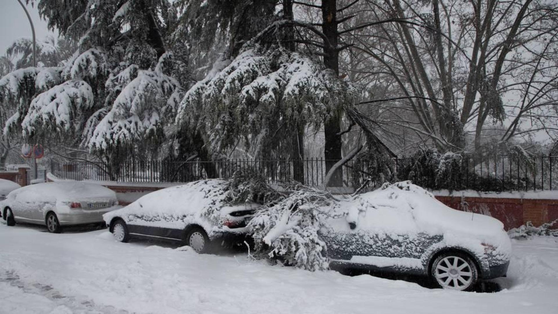 Ramas caídas por la nieve sobre varios coches en Madrid.