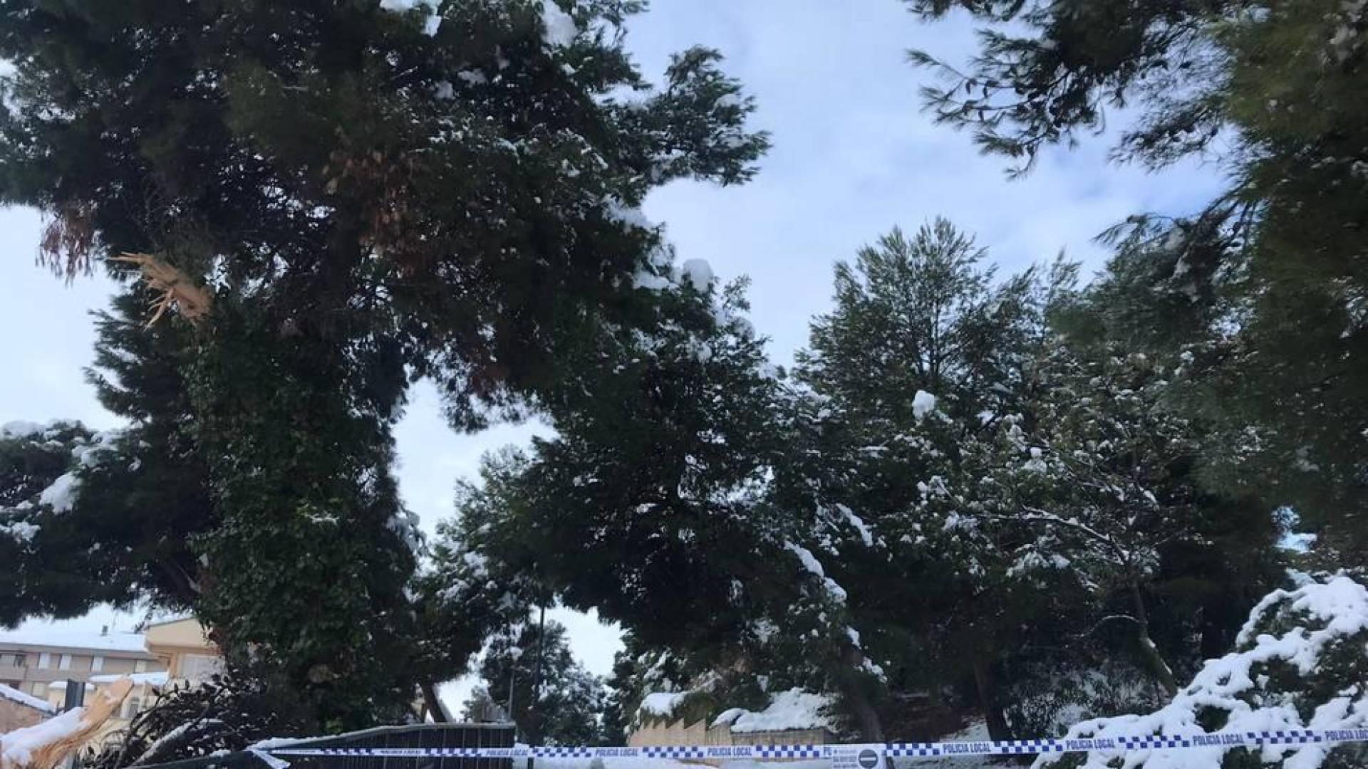 Cascante cierra el acceso a dos de sus parques por el riesgo de derribo de árboles