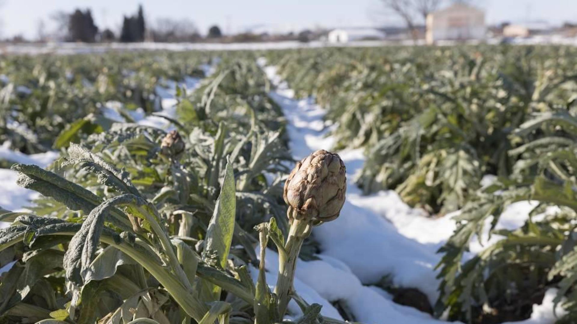 Productores de Alcachofa de Tudela temen no poder recoger hasta marzo