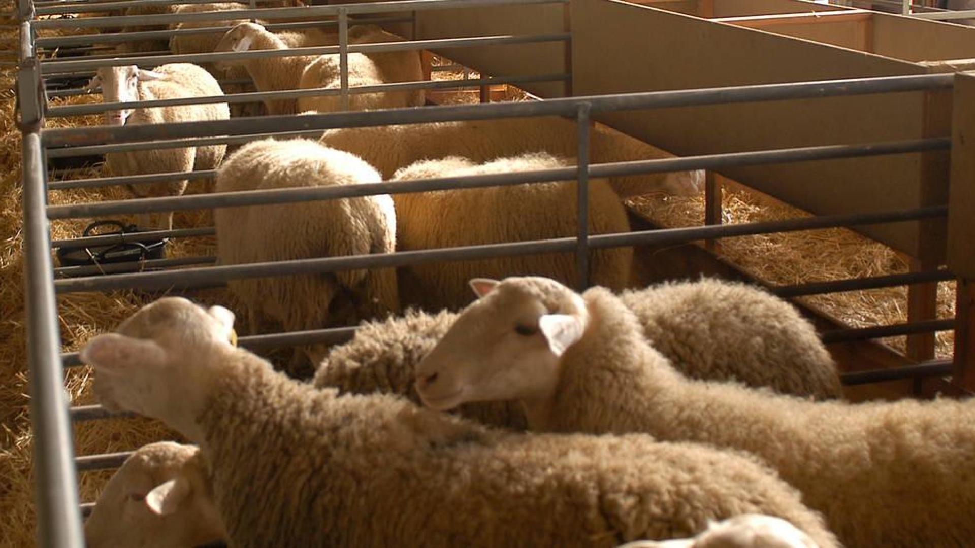 Las ayudas excepcionales por la covid-19 han llegado a 2.247 ganaderos