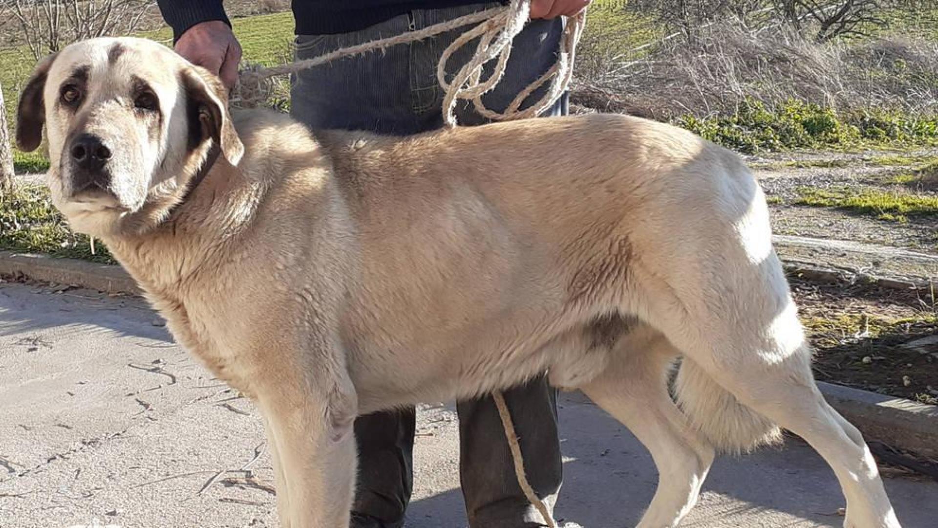 Investigado el dueño de un perro que causó heridas graves a una mujer en Mendavia
