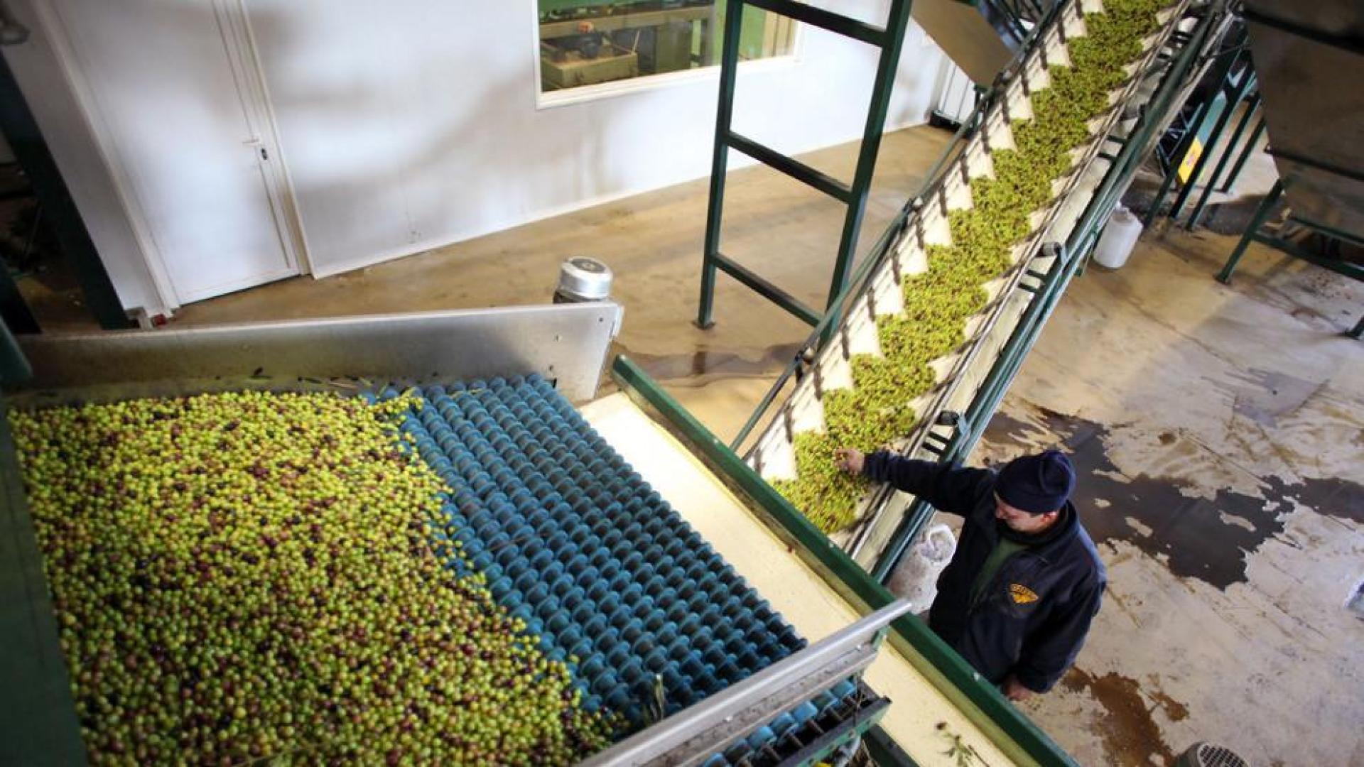 La producci&oacute;n de aceite baja en la Ribera tras cuatro a&ntilde;os de subidas