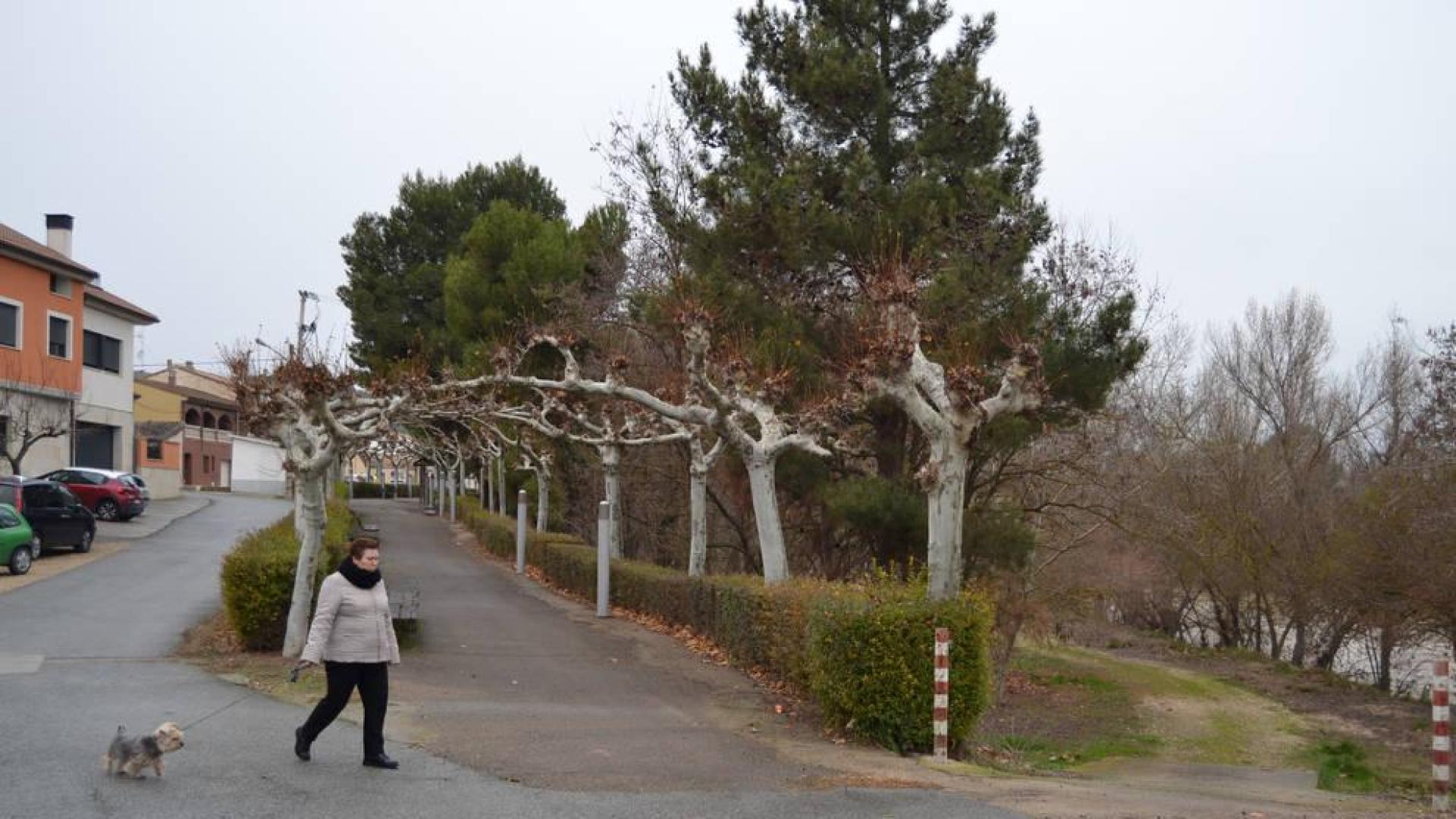 La CHE autoriza un embarcadero en El Bosquecillo de Andosilla