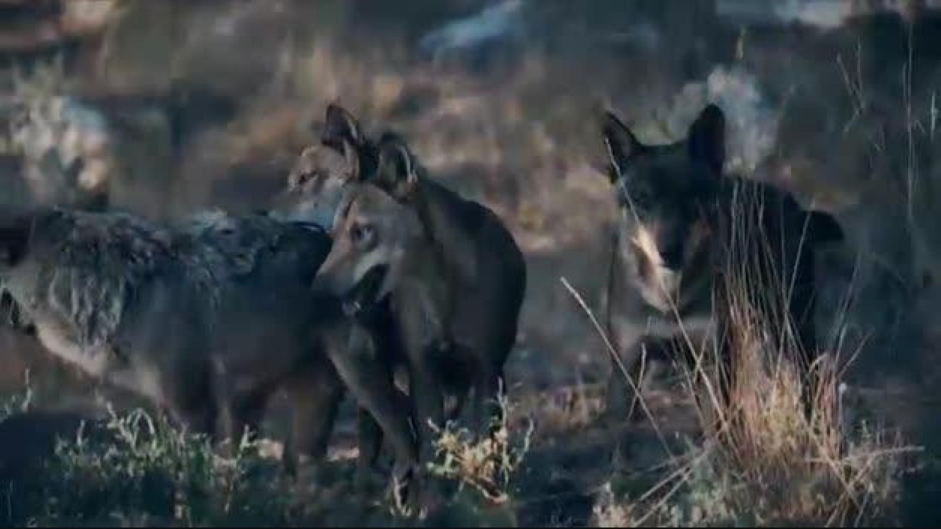 España se encamina a prohibir la caza del lobo ibérico