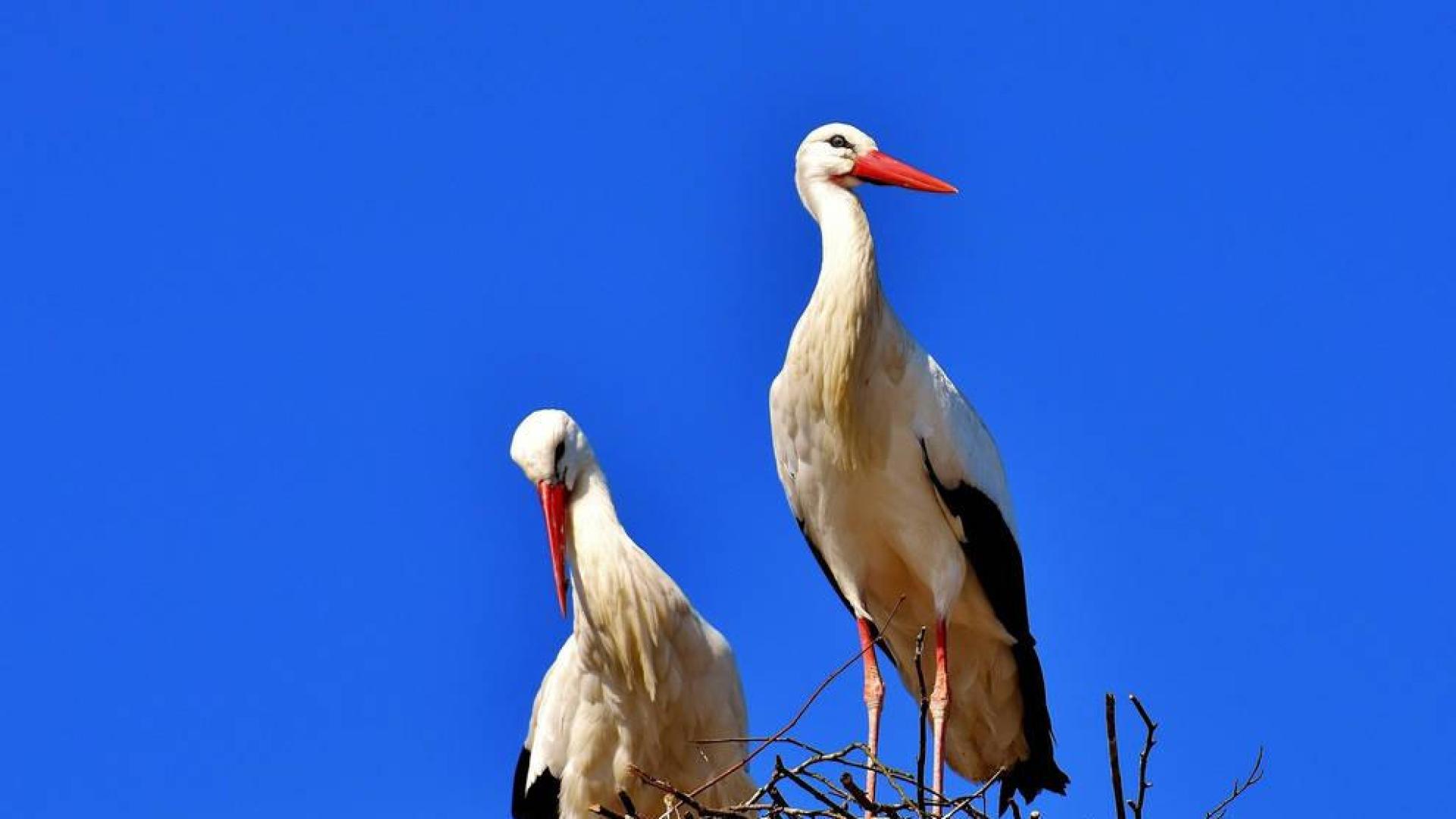 Una pareja de cigüeñas.