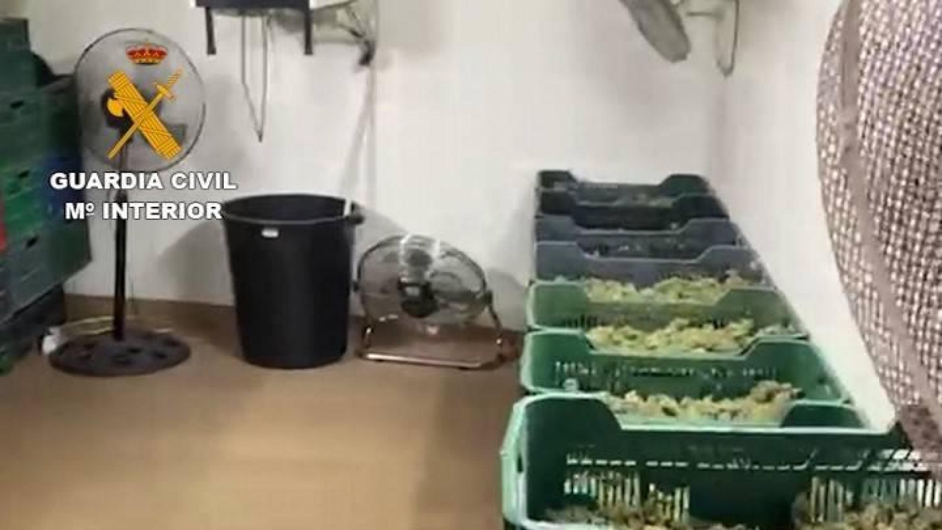 Detenidos 64 miembros de una red que distribuía marihuana de Granada a Europa