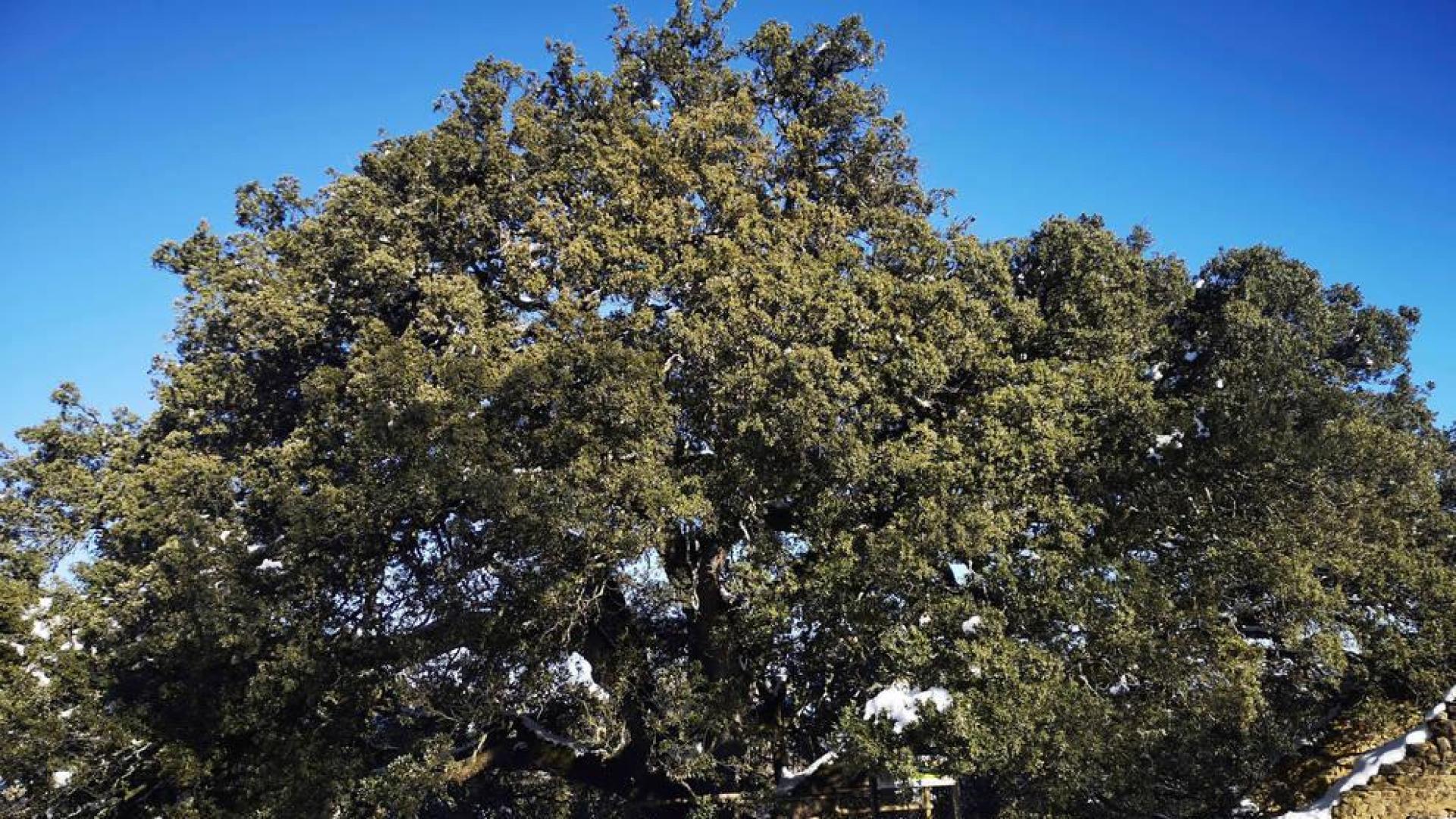 La carrasca milenaria de Lecina aspira a convertirse en Árbol Europeo del año