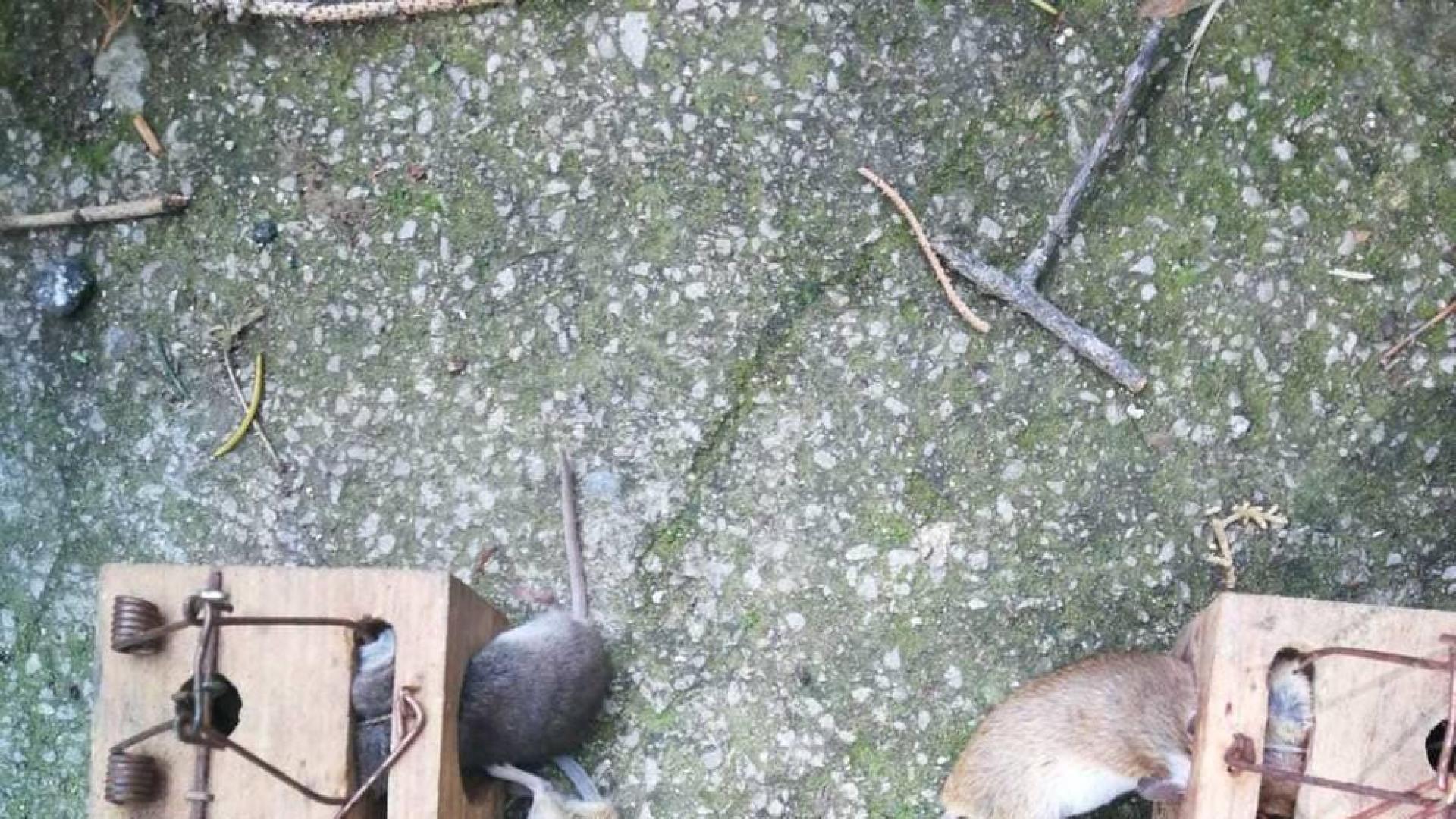 Piden una alternativa al venenos en arquetas para las ratas de la Magdalena