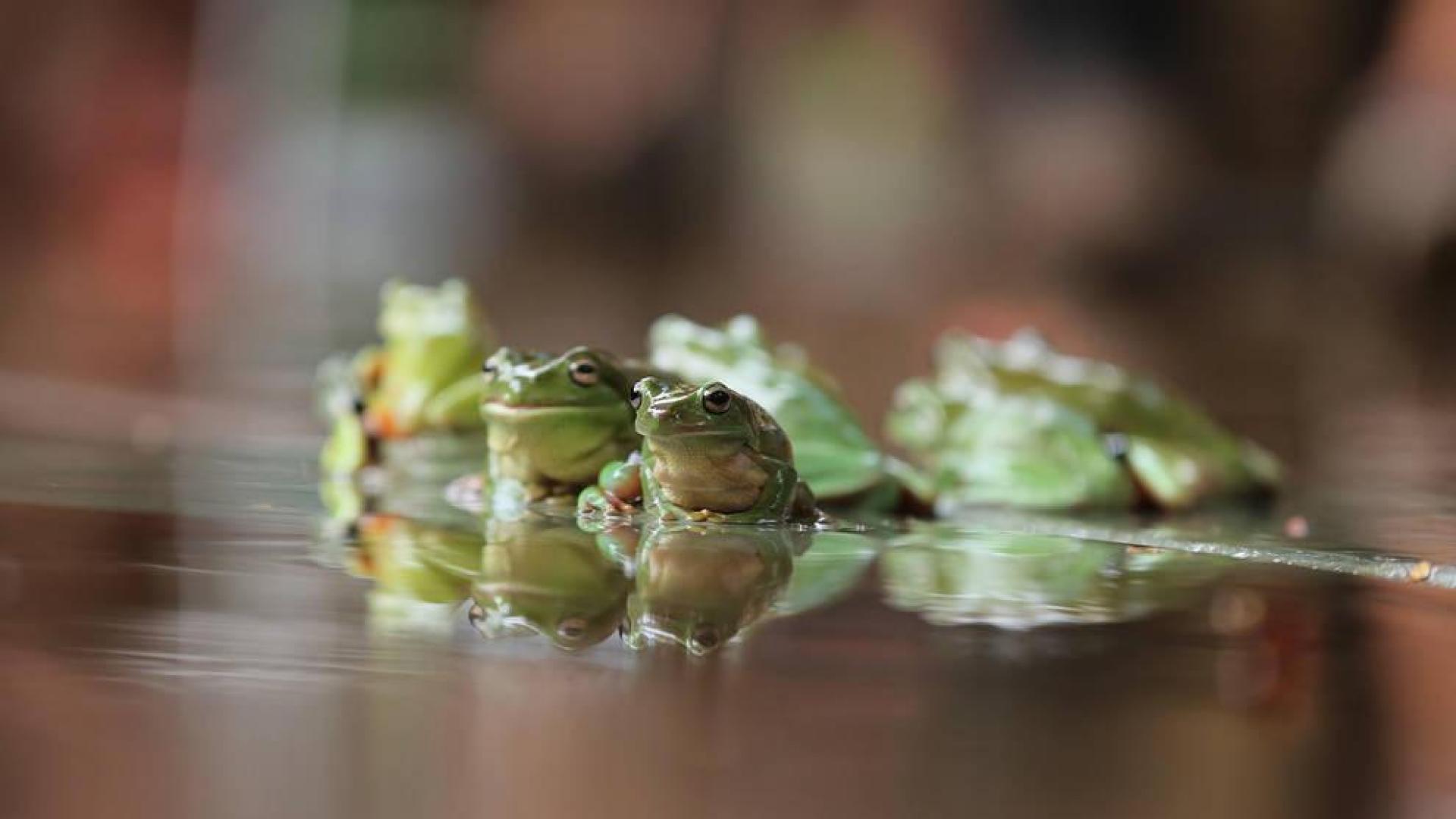 Descubre que las ranas viven una eterna juventud