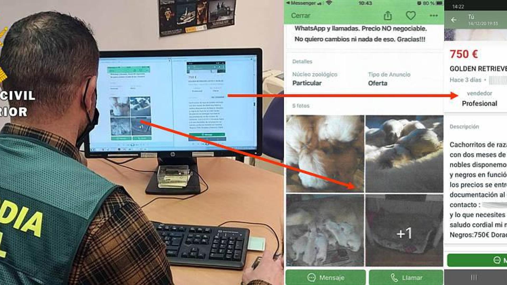Esclarecidas 9 estafas en la venta de mascotas, una de ellas en Navarra