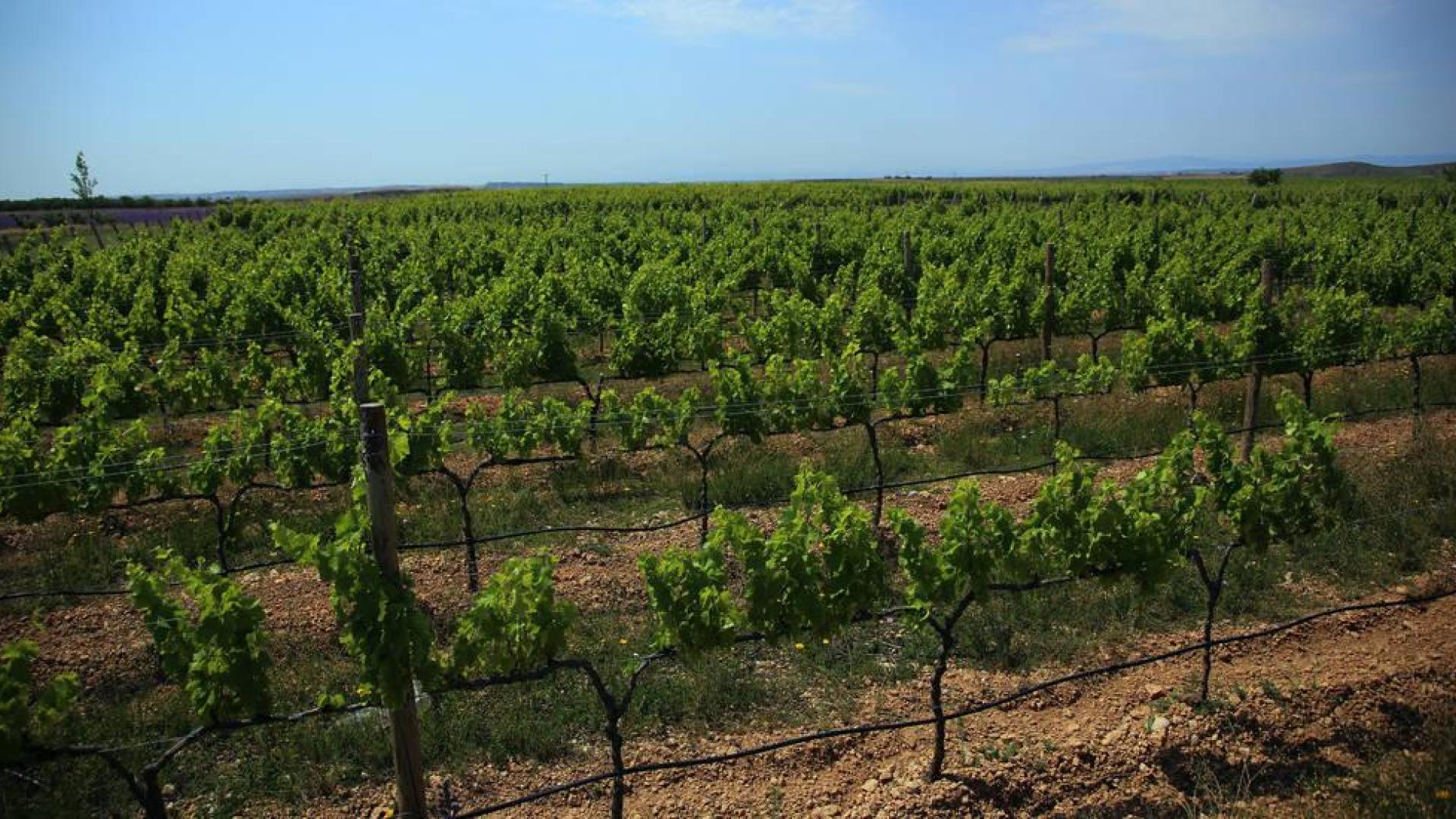 El proyecto turístico de la Ruta del Vino coge como base la cultura del vino. En la imagen, viñedos de Olite.