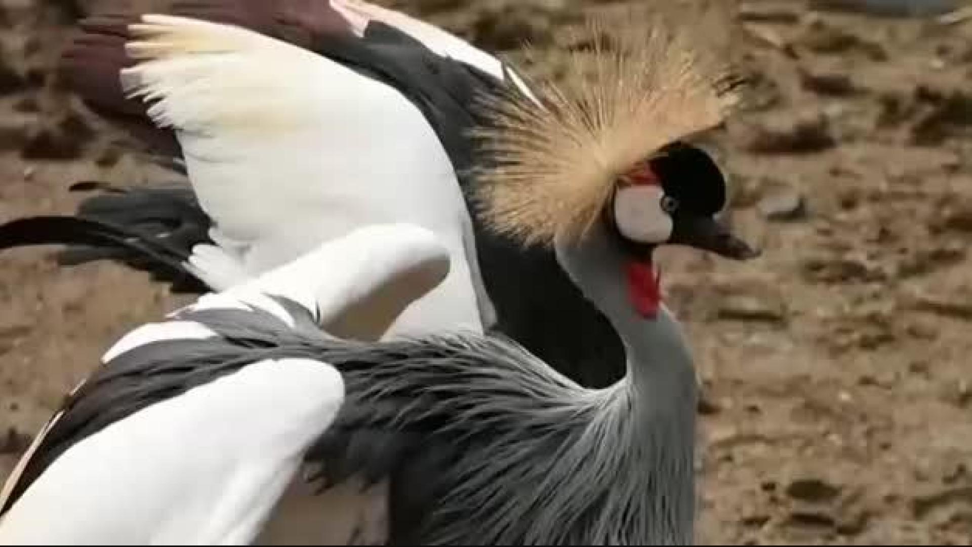 Un pianista profesional para relajar a los animales en el zoo