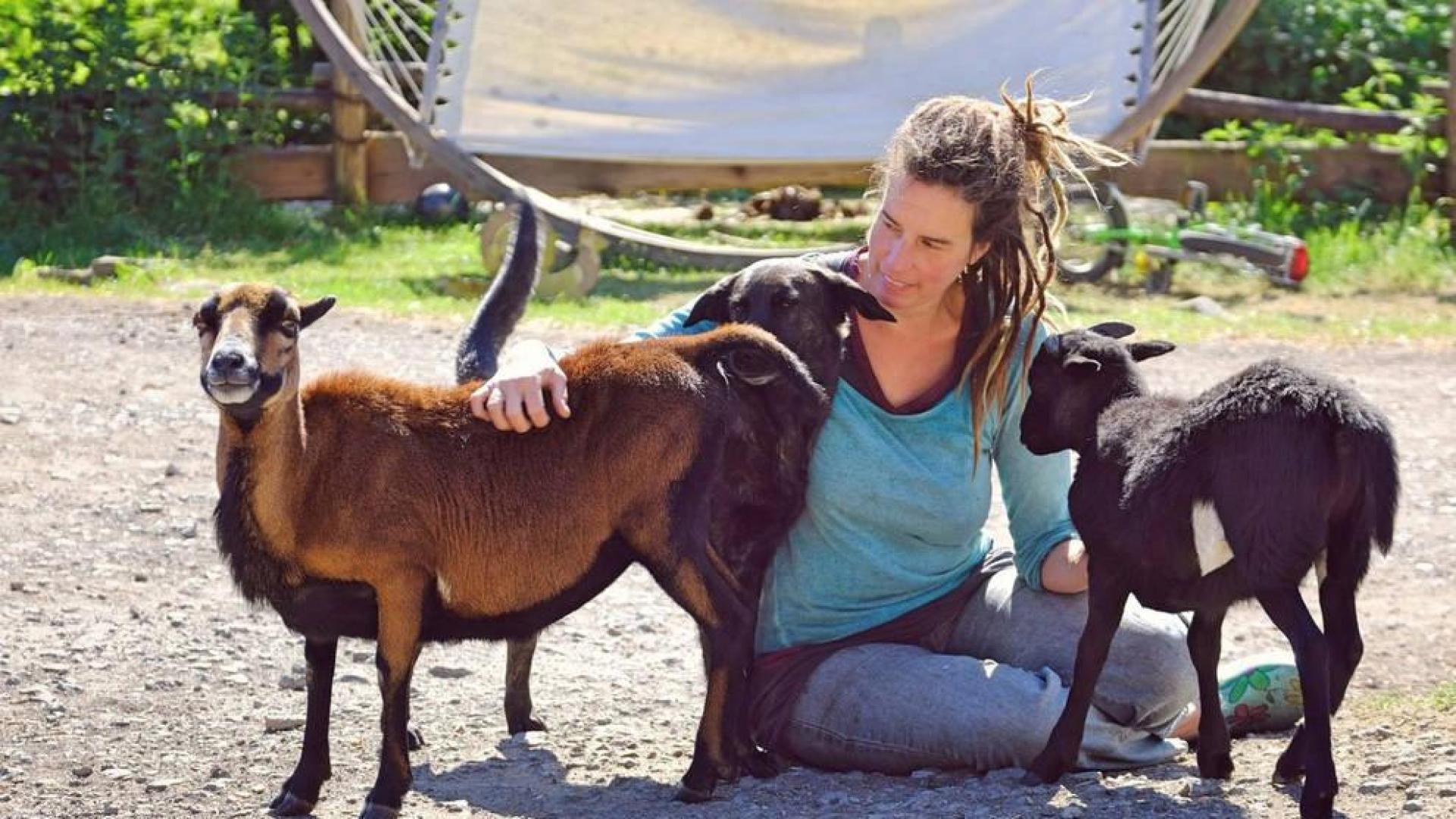 Abrazar ovejas para combatir la soledad, la iniciativa de una granja