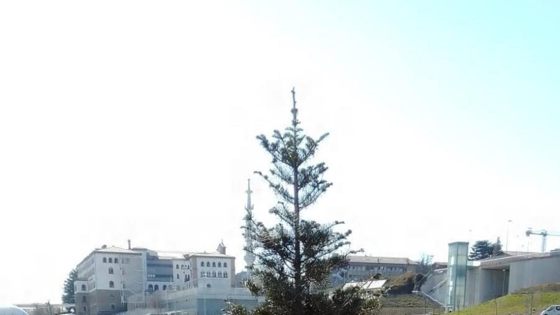 El parque de las Pioneras contará con un bosquete de coníferas y otros arbustos