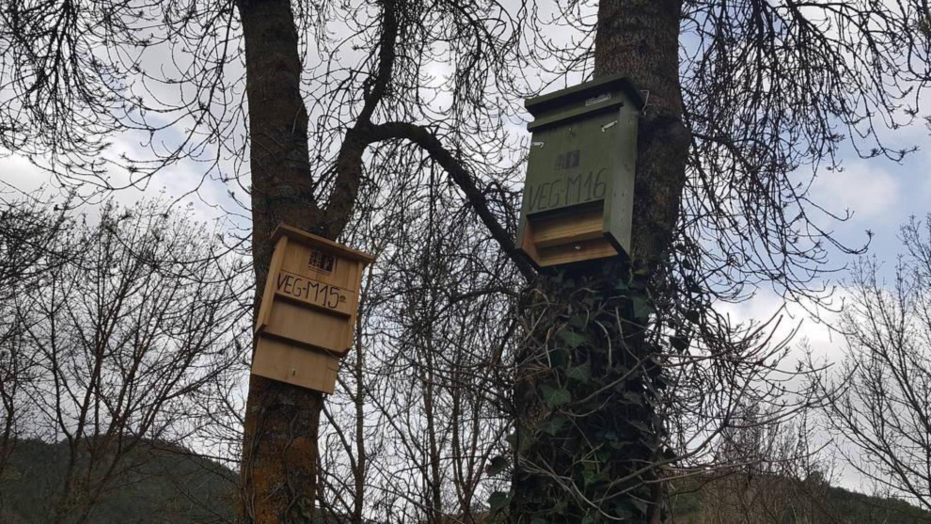 Instaladas cajas nido para aves insectívoras que combatirán a la polilla del boj