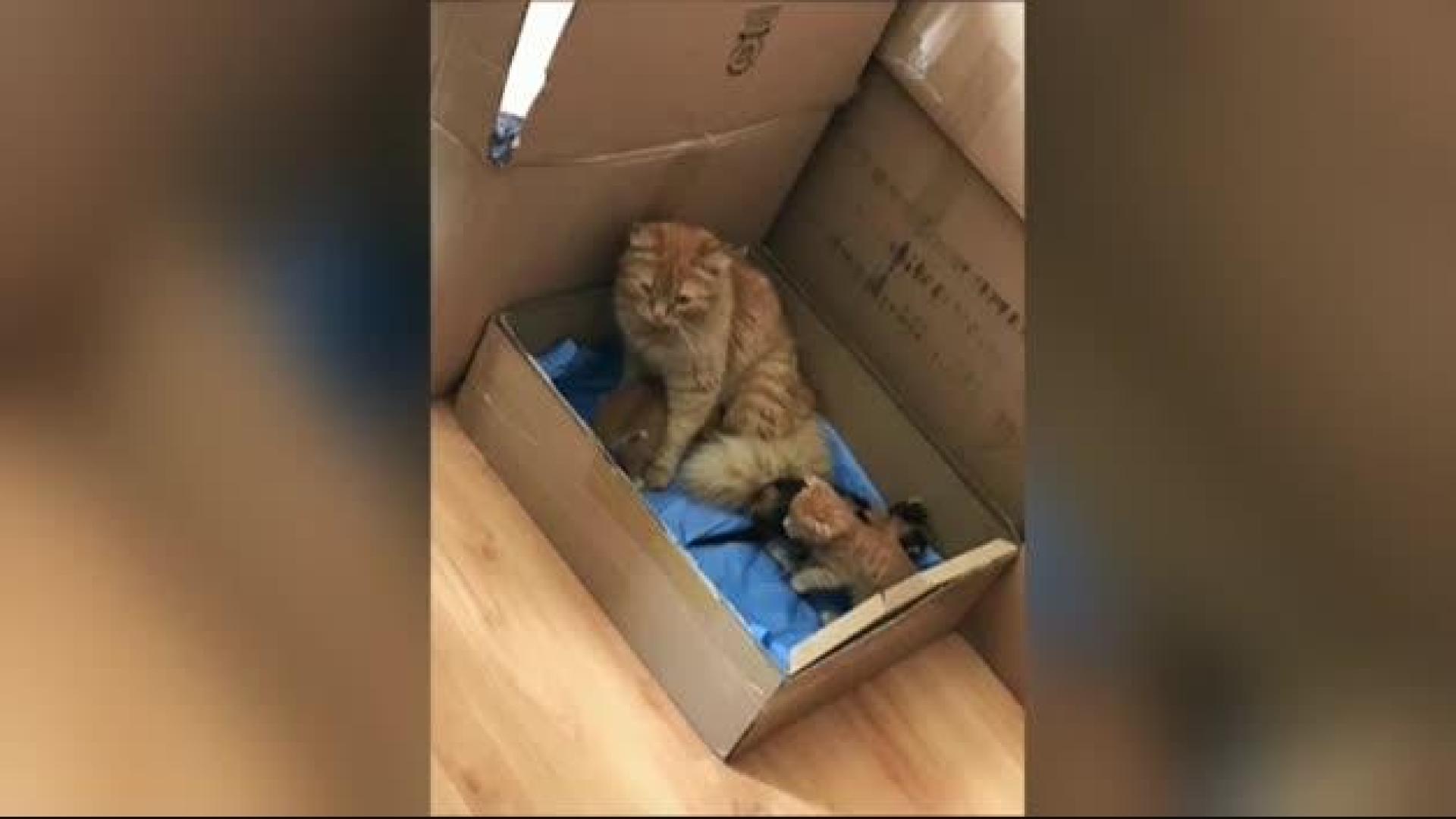 Vídeo: Una gata lleva a sus crías enfermas hasta una clínica veterinaria en Turquía