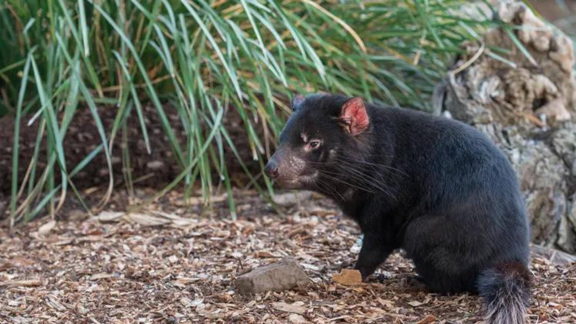 El demonio de Tasmania es víctima de una forma particular de cáncer, transmisible de un individuo a otro.