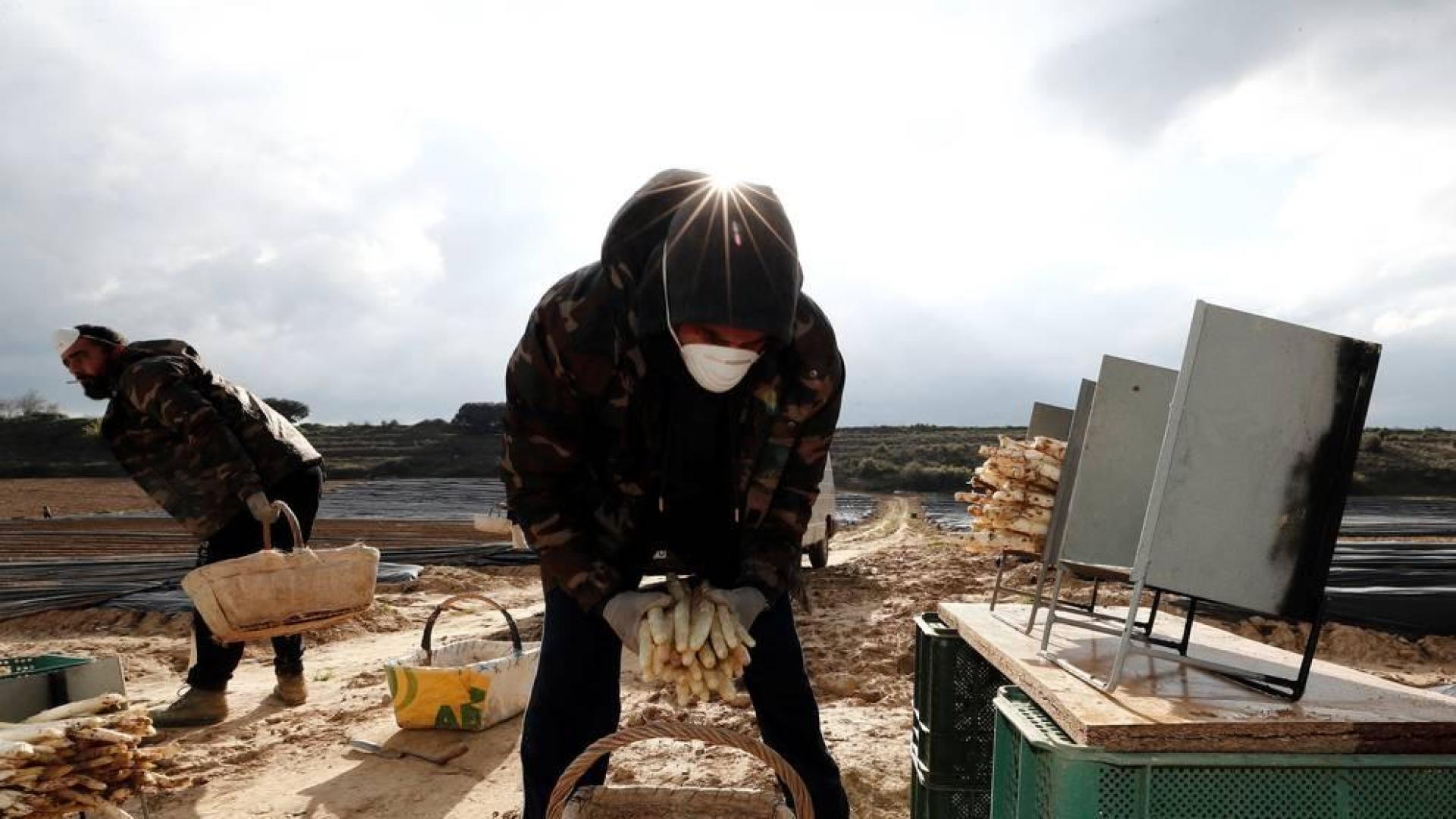 CAMPAÑA CON MASCARILLA. La del espárrago comenzó a finales de marzo, en la fase más dura del estado de alarma. Agricultores y temporeros tuvieron que adaptarse.