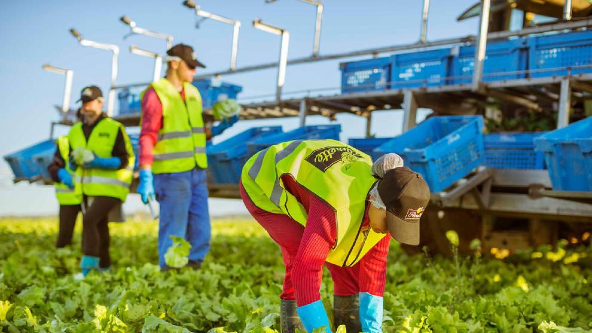 Florette cerrará 2018 con un récord de ventas de 190 millones