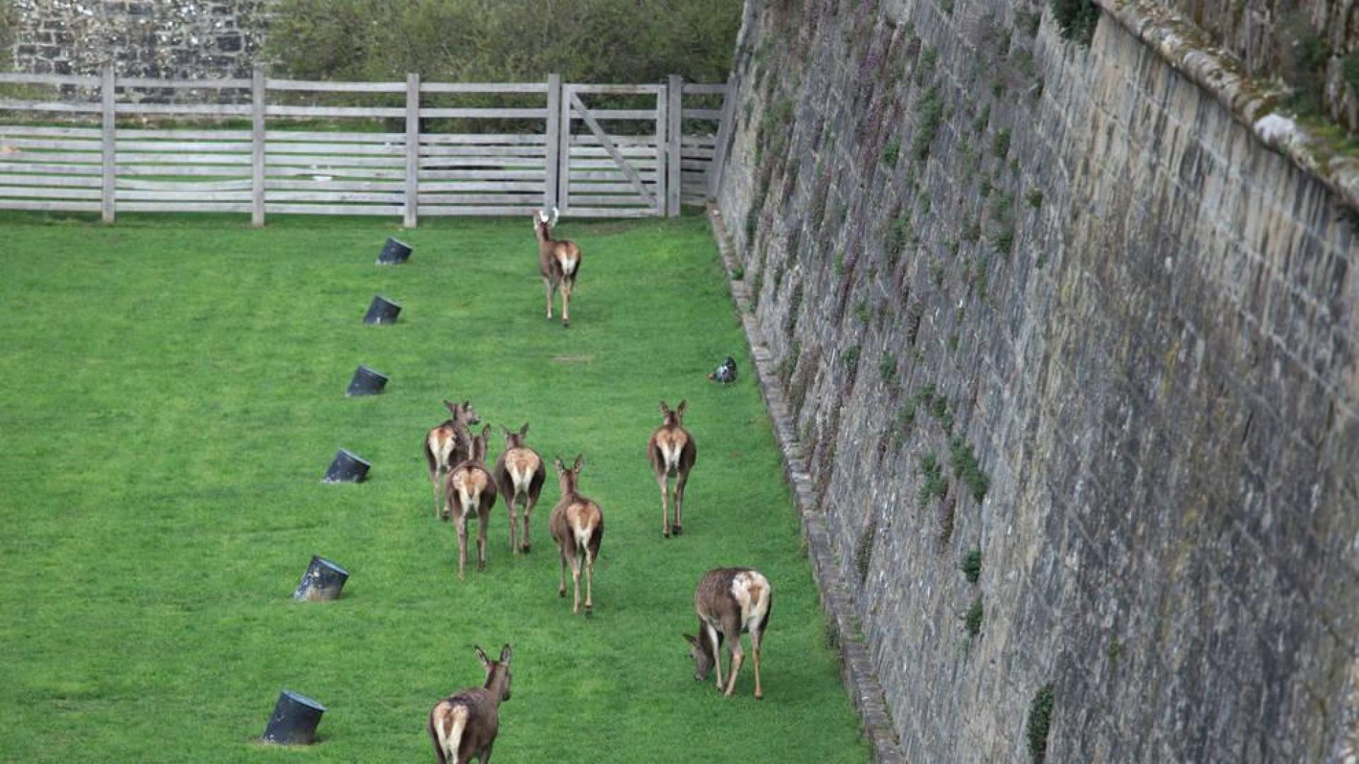 El parque de la Taconera alberga actualmente a ocho de los cuarenta ciervos que tuvo anteriormente.