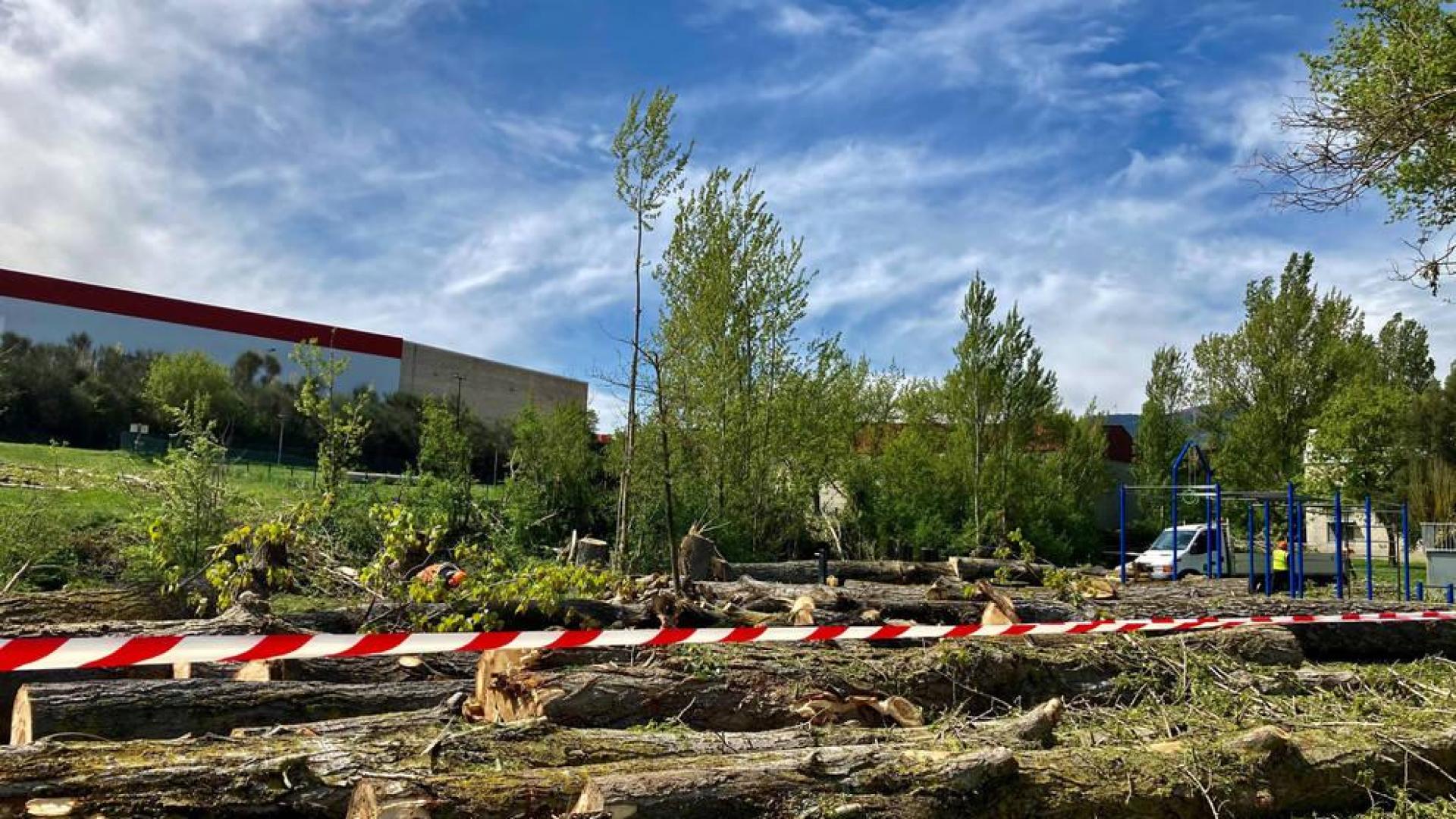 Parte de los troncos depositados en la zona ajardinada junto a la regata.