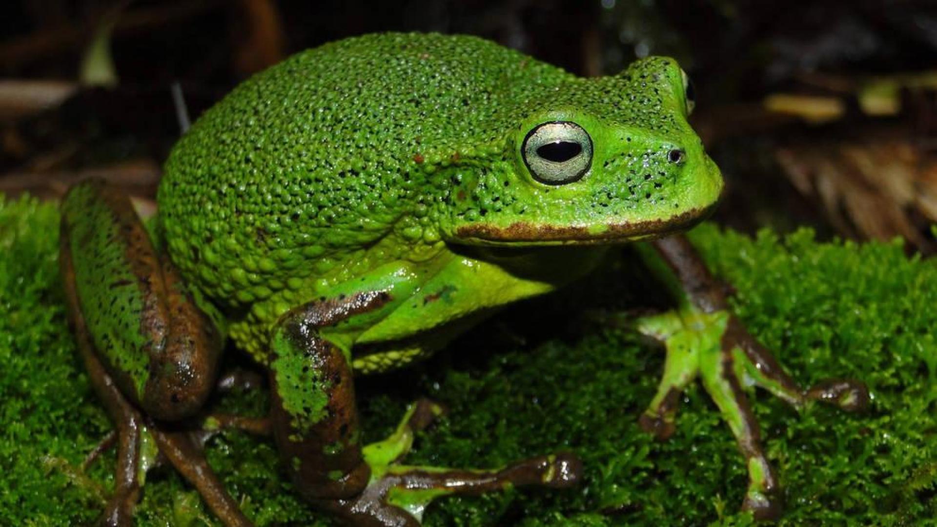 Nueva especie de rana marsupial del género Gastrotheca descubierta en la Amazonía peruana
