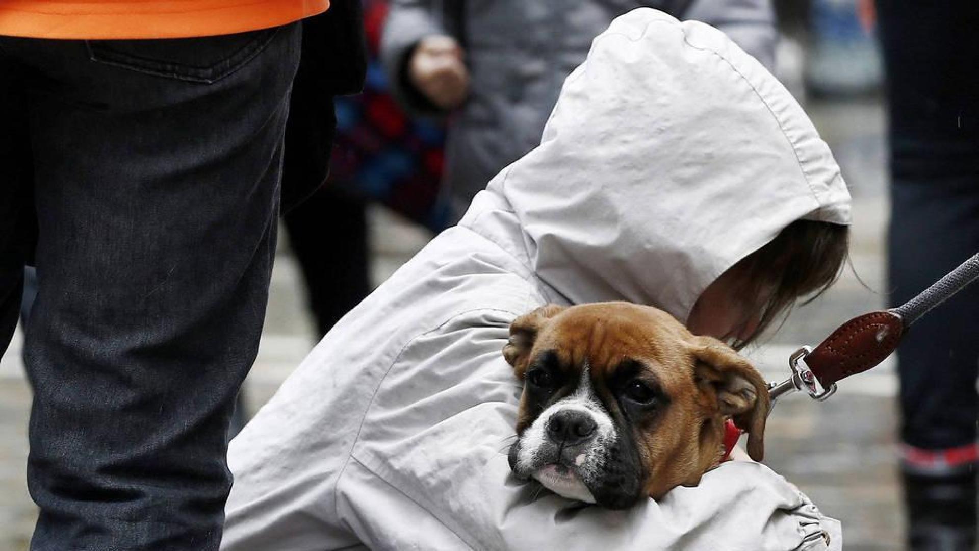 Nuevo grave caso de maltrato animal en Navarra