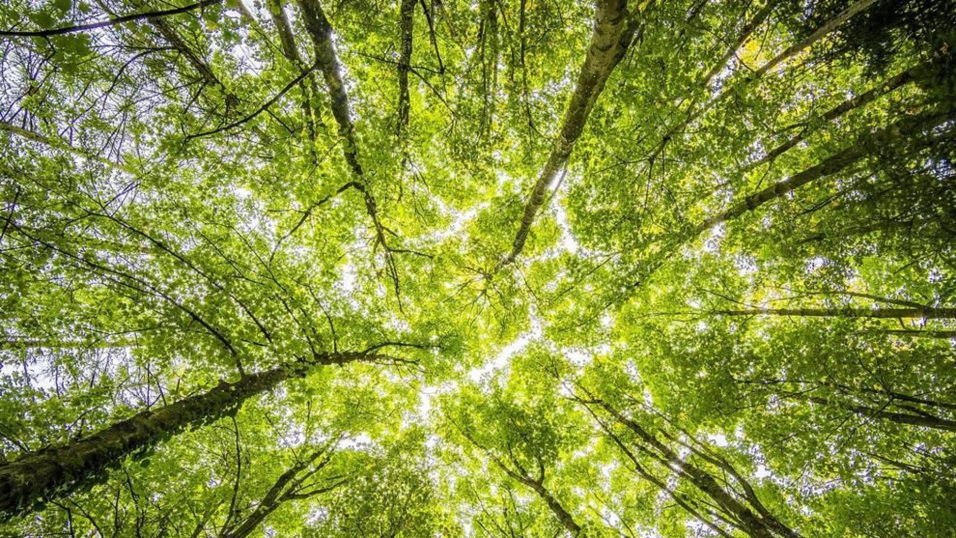 ¿Cuál es el origen del Día Internacional de la Tierra?
