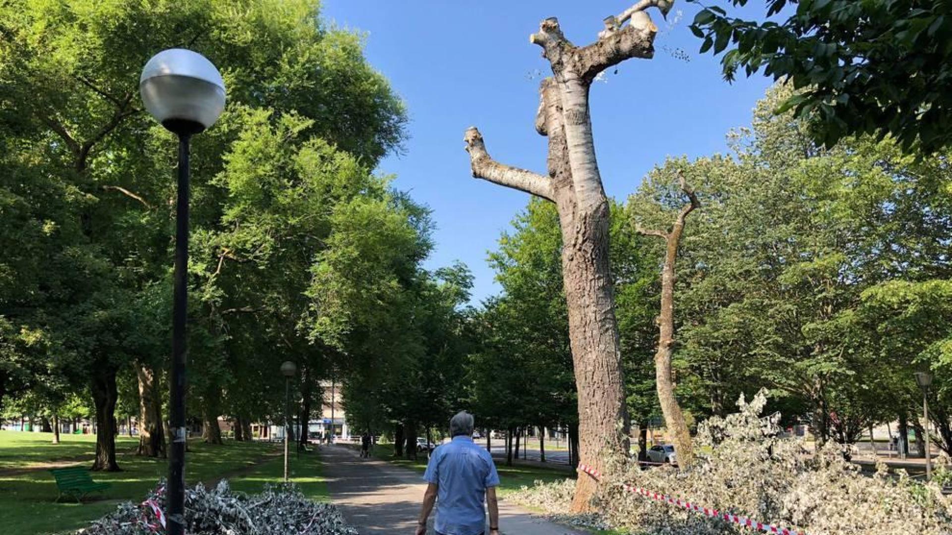 Las últimas tormentas parten 18 árboles en Pamplona