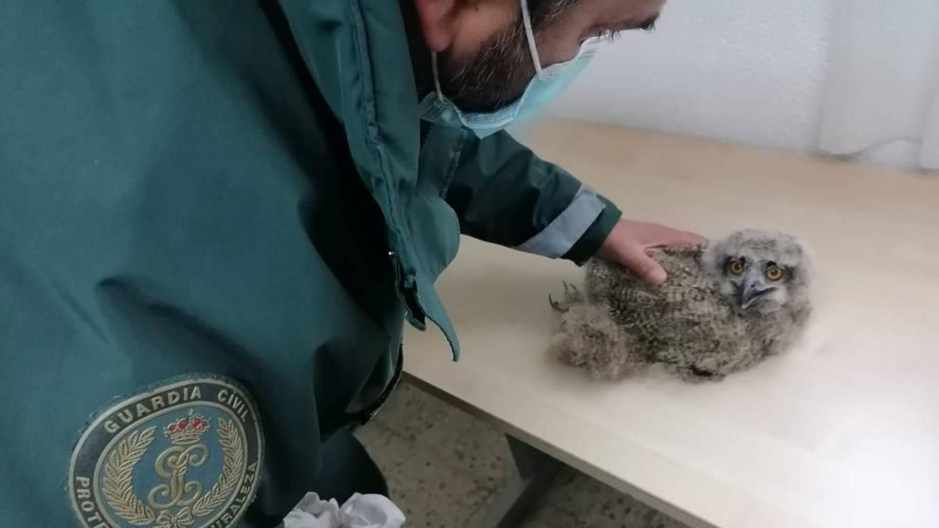Rescatada una cría de búho en un paraje de Artajona