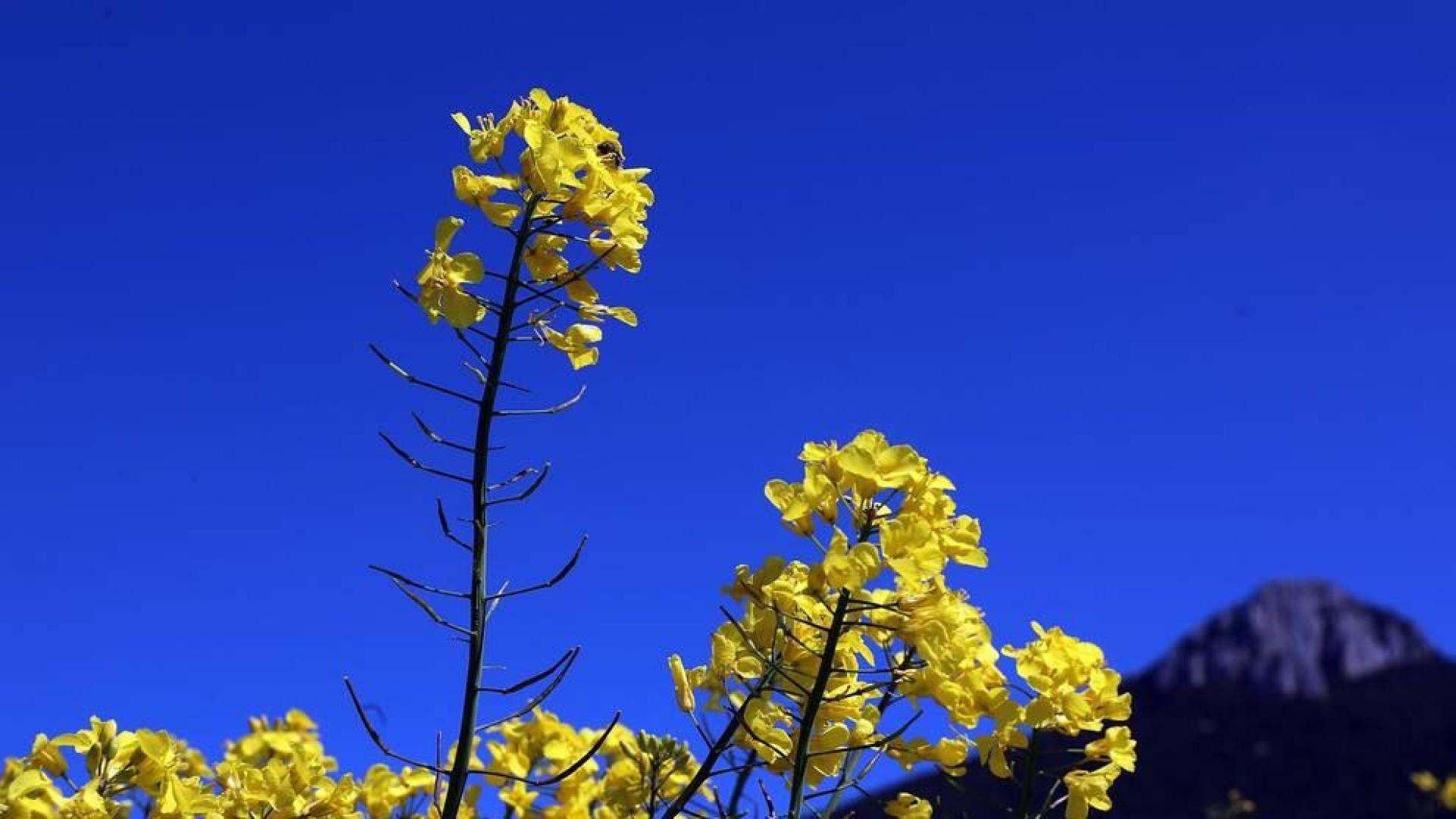 Imágenes de campos de colza en Navarra