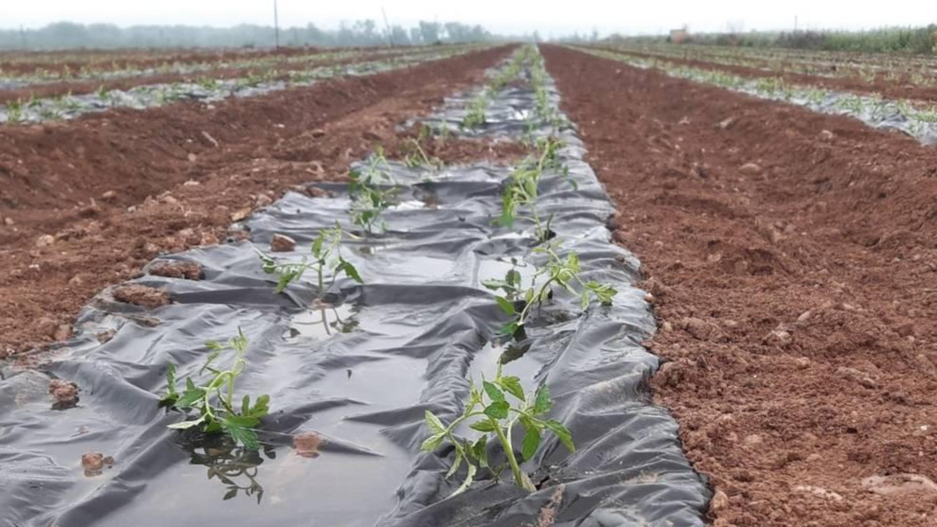 Grupo AN prueba sustituir el plastico en cultivos como tomate por papel biodegradable 