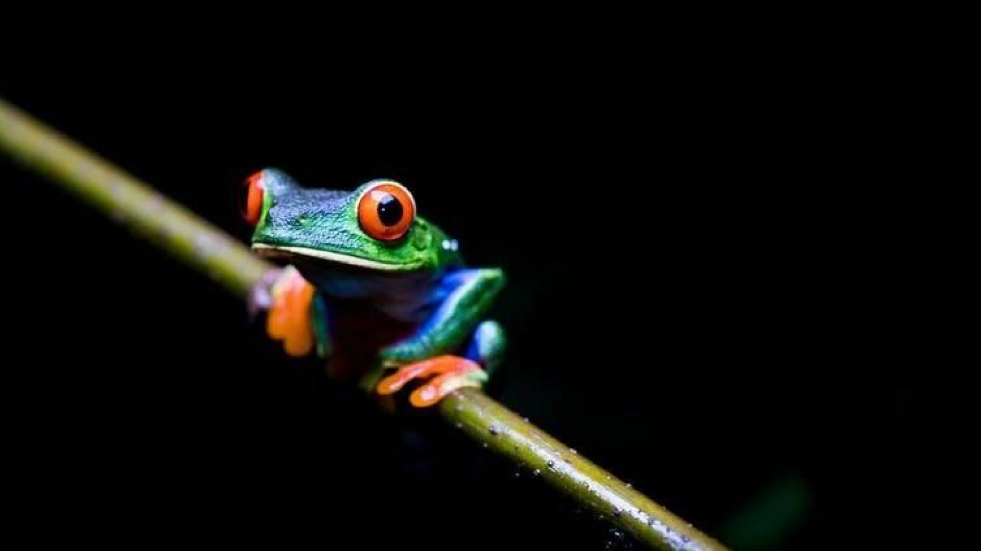 ¿Quiere controlar la malaria? Proteja a las ranas