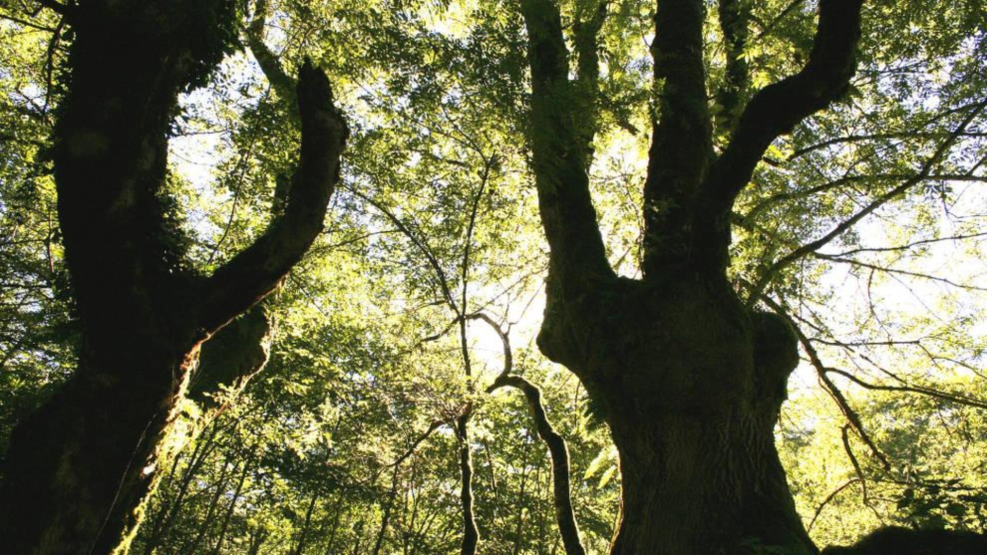 El bosque centenario de Artikutza, tema de la próxima charla
