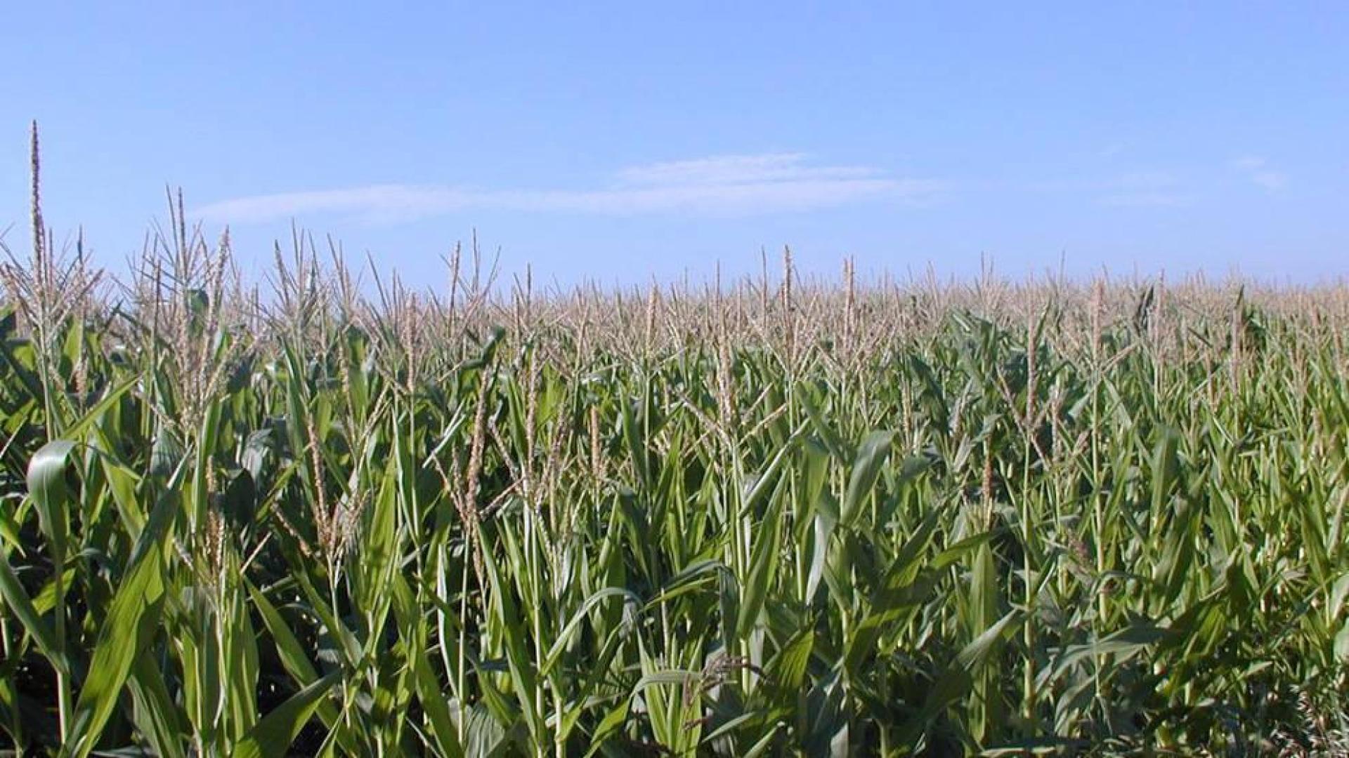 Imagen genérica de un campo de maiz.