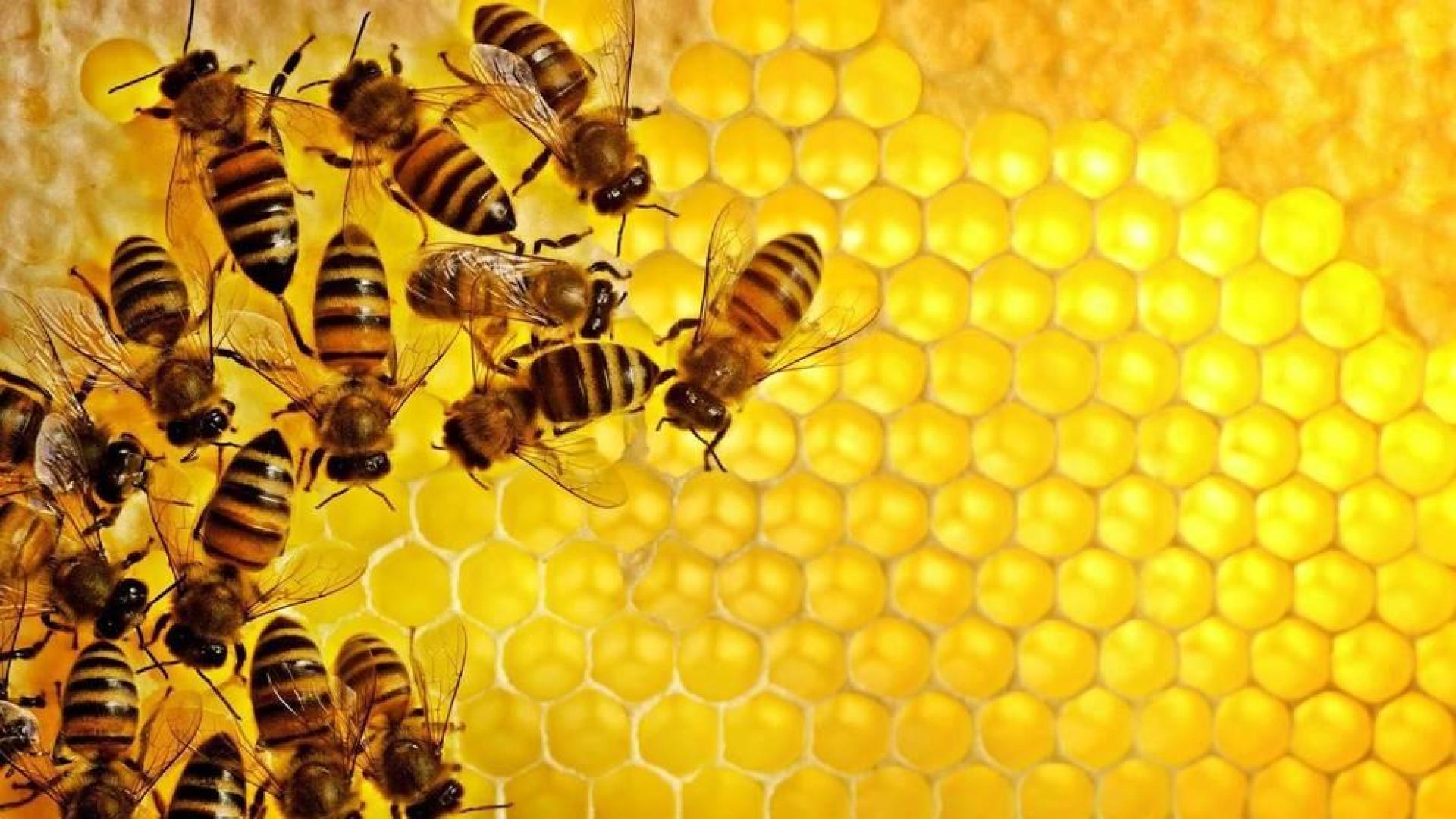 Abejas entrenadas para "sacar la lengua" al oler covid-19