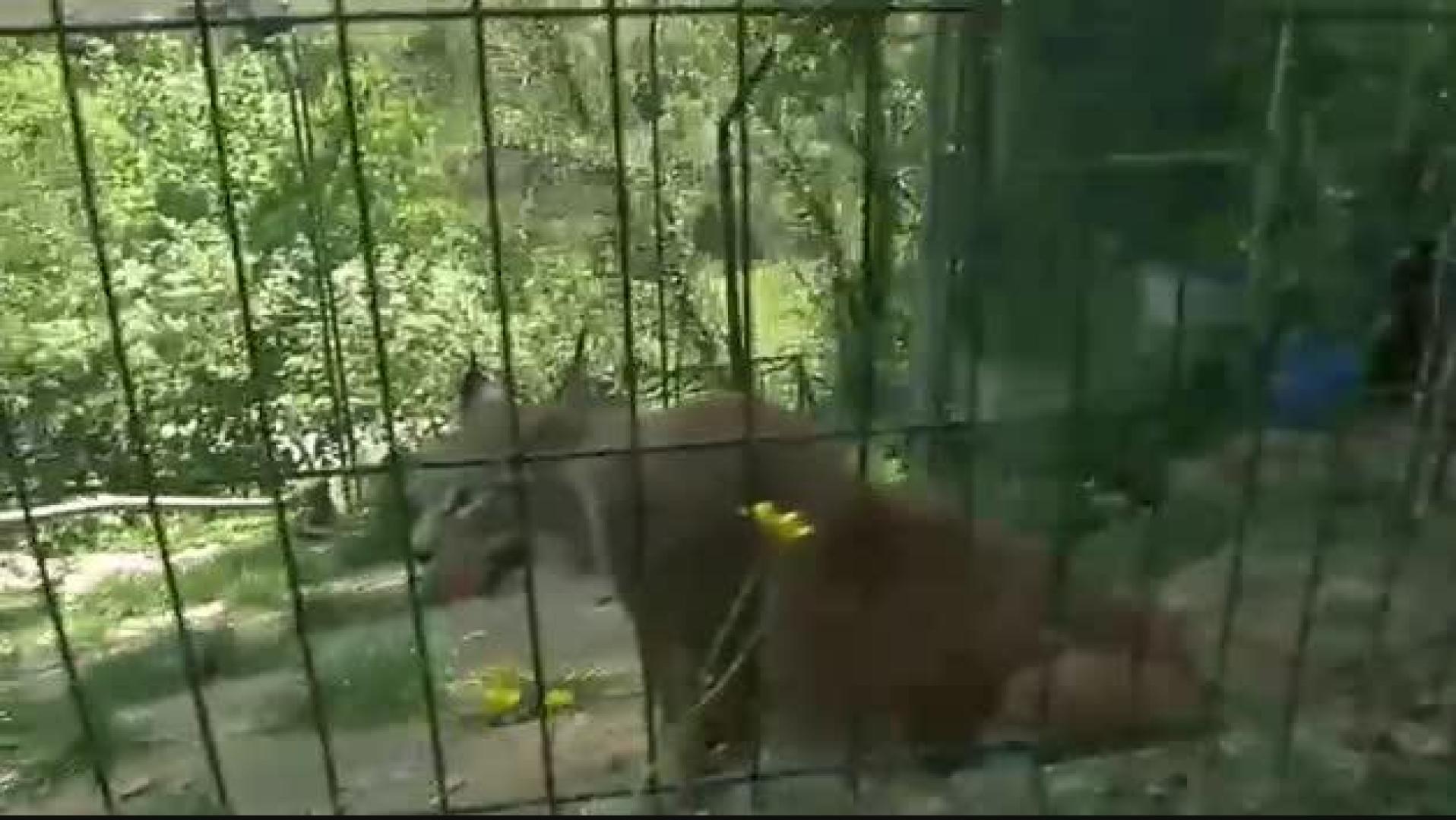 Vídeo: Nacen tres linces boreales en Cangas de Narcea