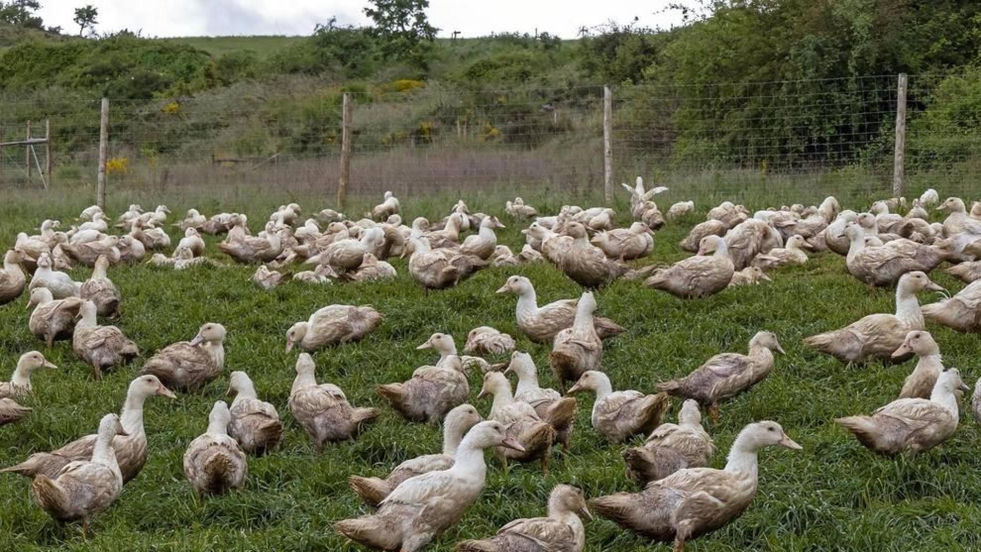 Los propietarios de una explotación de Guesálaz denuncian ataques desde hace dos años que han acabado con 1.500 ejemplares, 600 de ellos hace una semana.