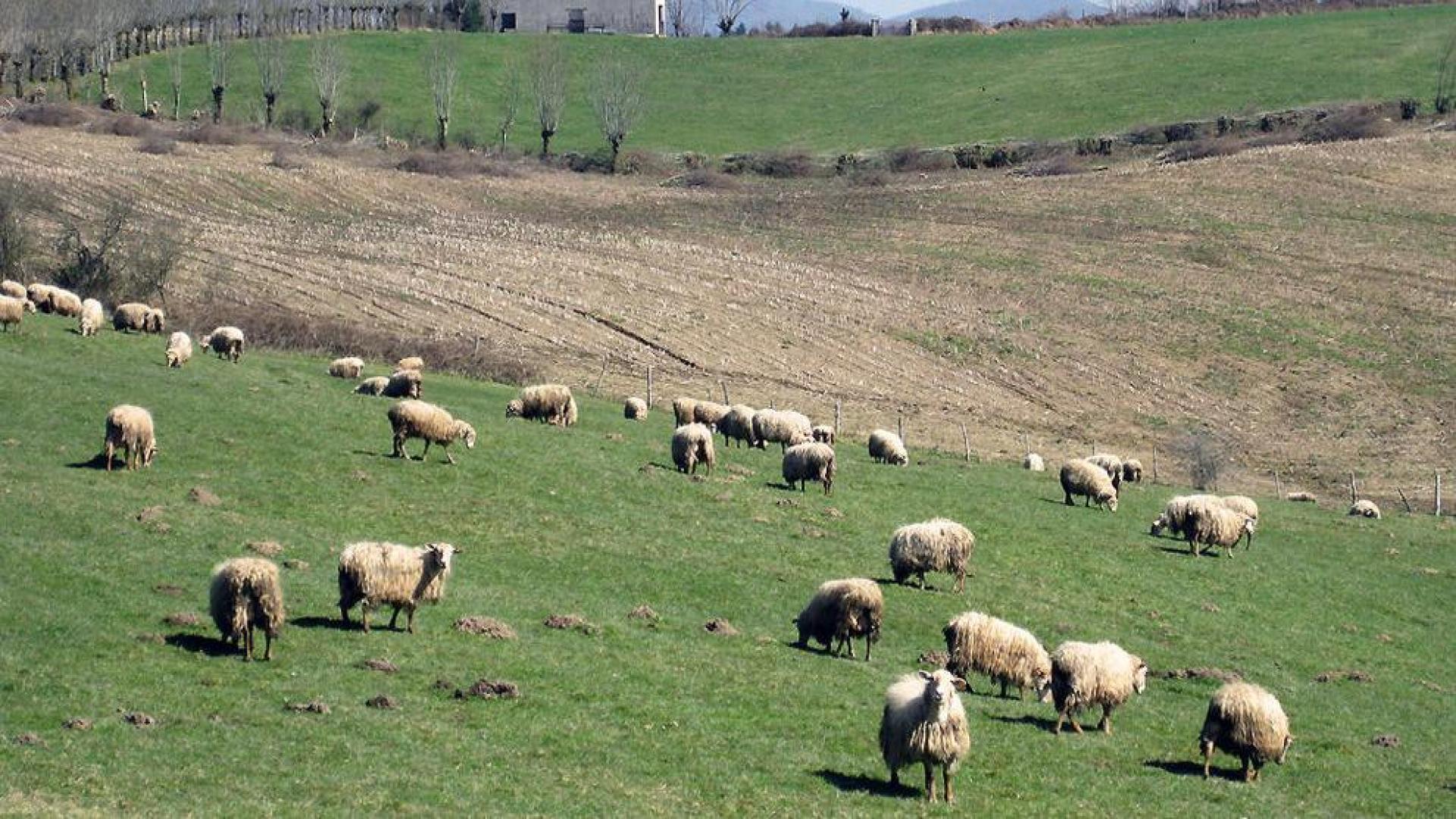 El Gobierno concederá subvenciones a los ganaderos de oveja "latxa"