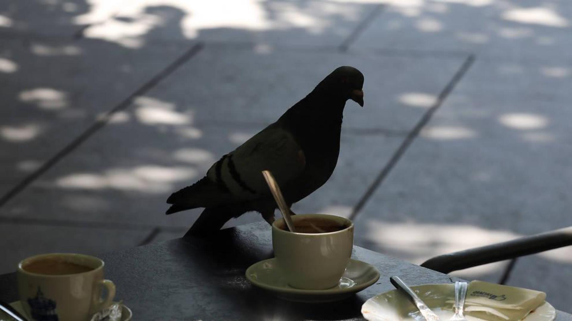El Ayuntamiento cifra en 8.000 la población de palomas en la ciudad